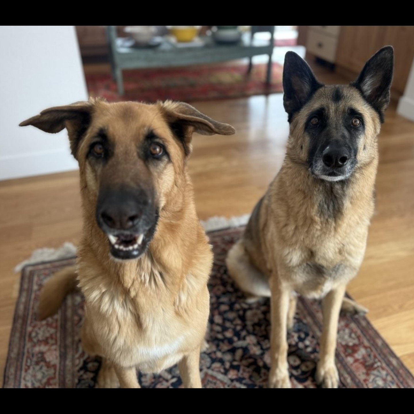 I sure got this duo's attention! ๐
#WoofHoofMew #petsitting #petsitter #dogsofcolorado #evergreencolorado #conifercolorado #caninecompanions