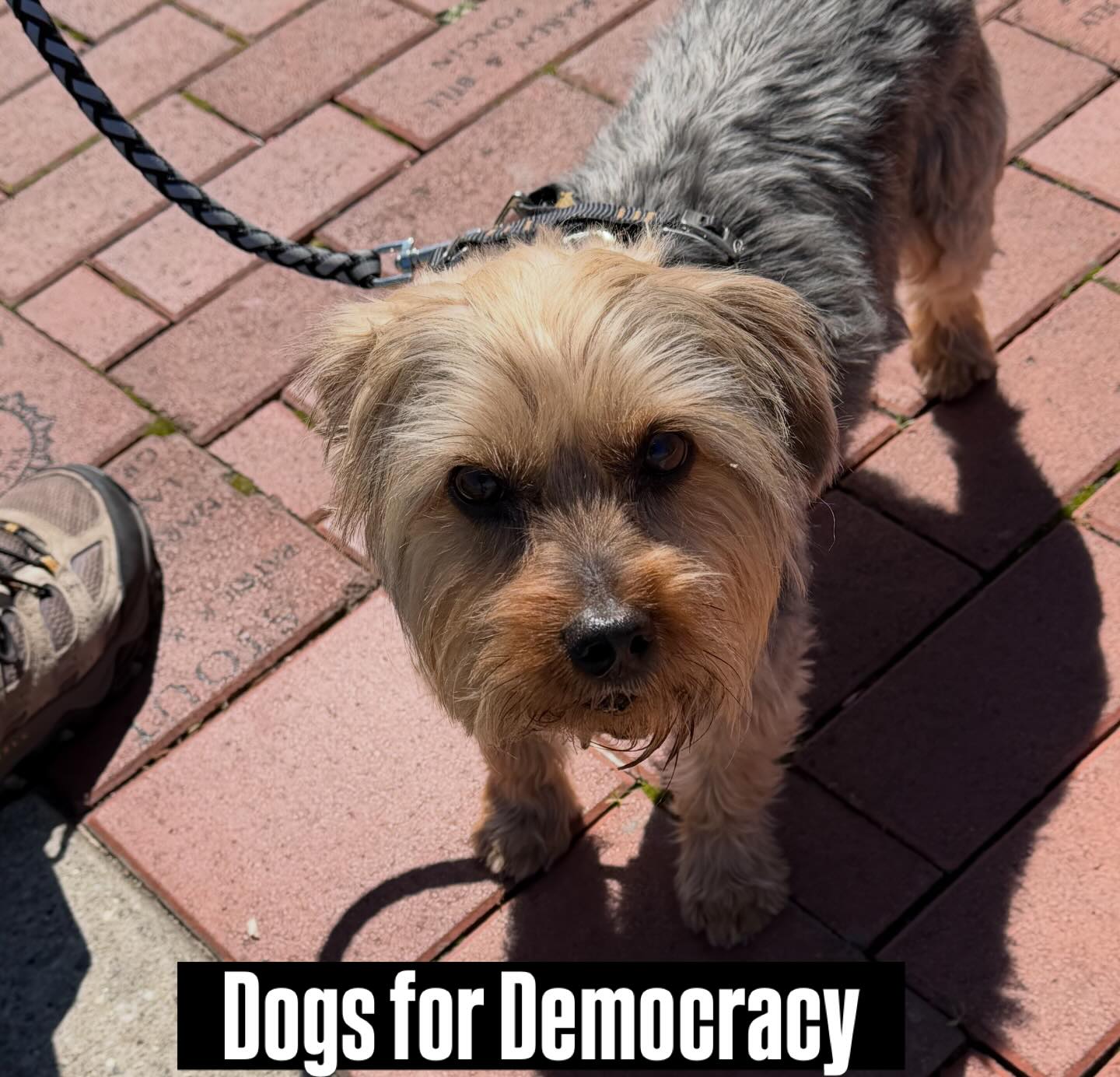 Charlie and Gus at the No Kings Rally in Macomb, Illinois
#nokings
#fdt
#democracynow
#nowar
#protest