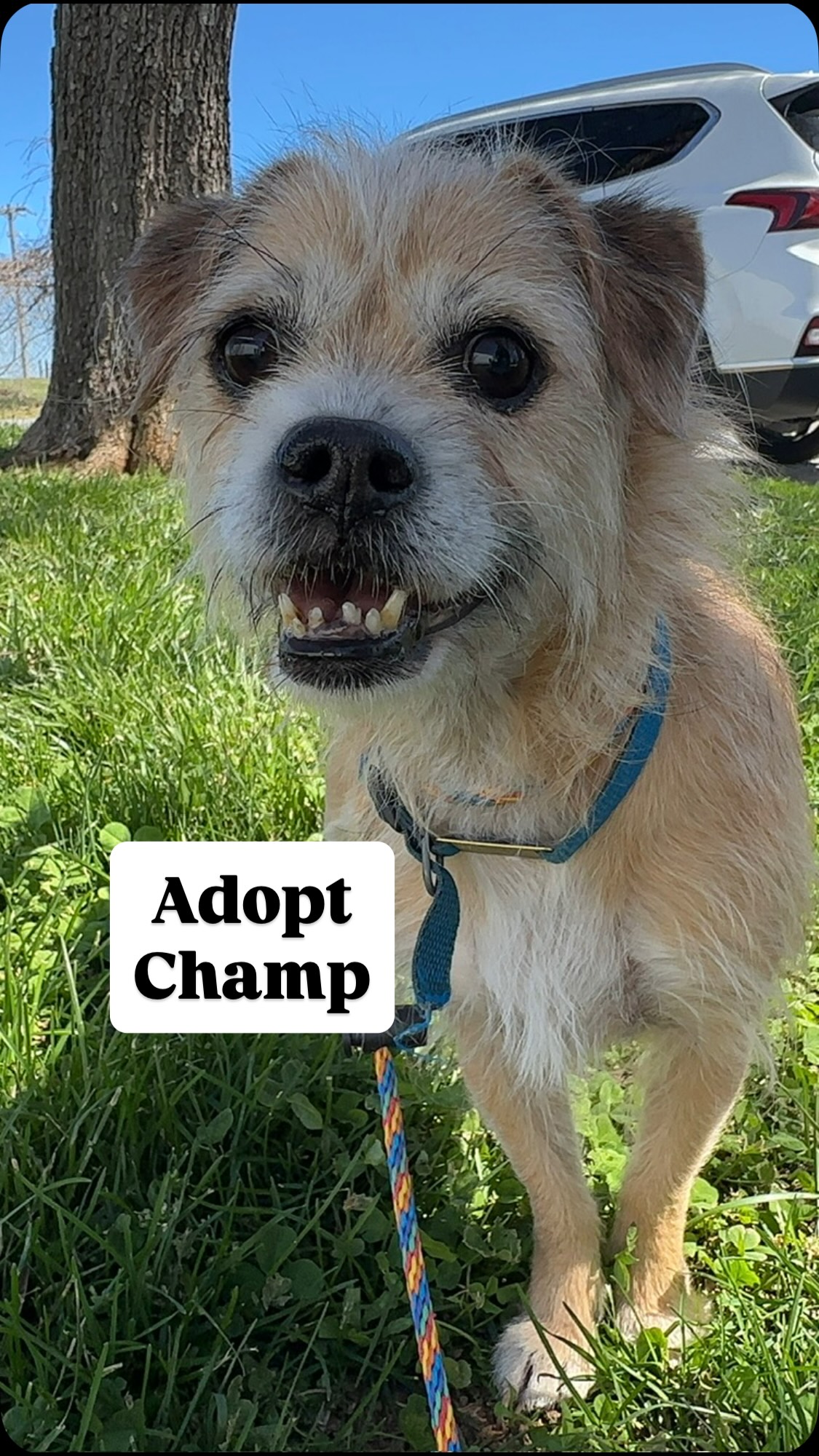 Meet Champ! This adventure, loving scruff is really opening up after only three sessions.
He absolutely loves long line adventures and rides in the car. He also loves rolling in the grass, personal play with his handler, and to play tag!
Help us find a forever home for this sweet guy feel free to tune into our full length, unedited YouTube’s daily Monday to Saturday every single week.
@russellrescue_tn #dogsofinstagram #nashvilletn #dogtraining
