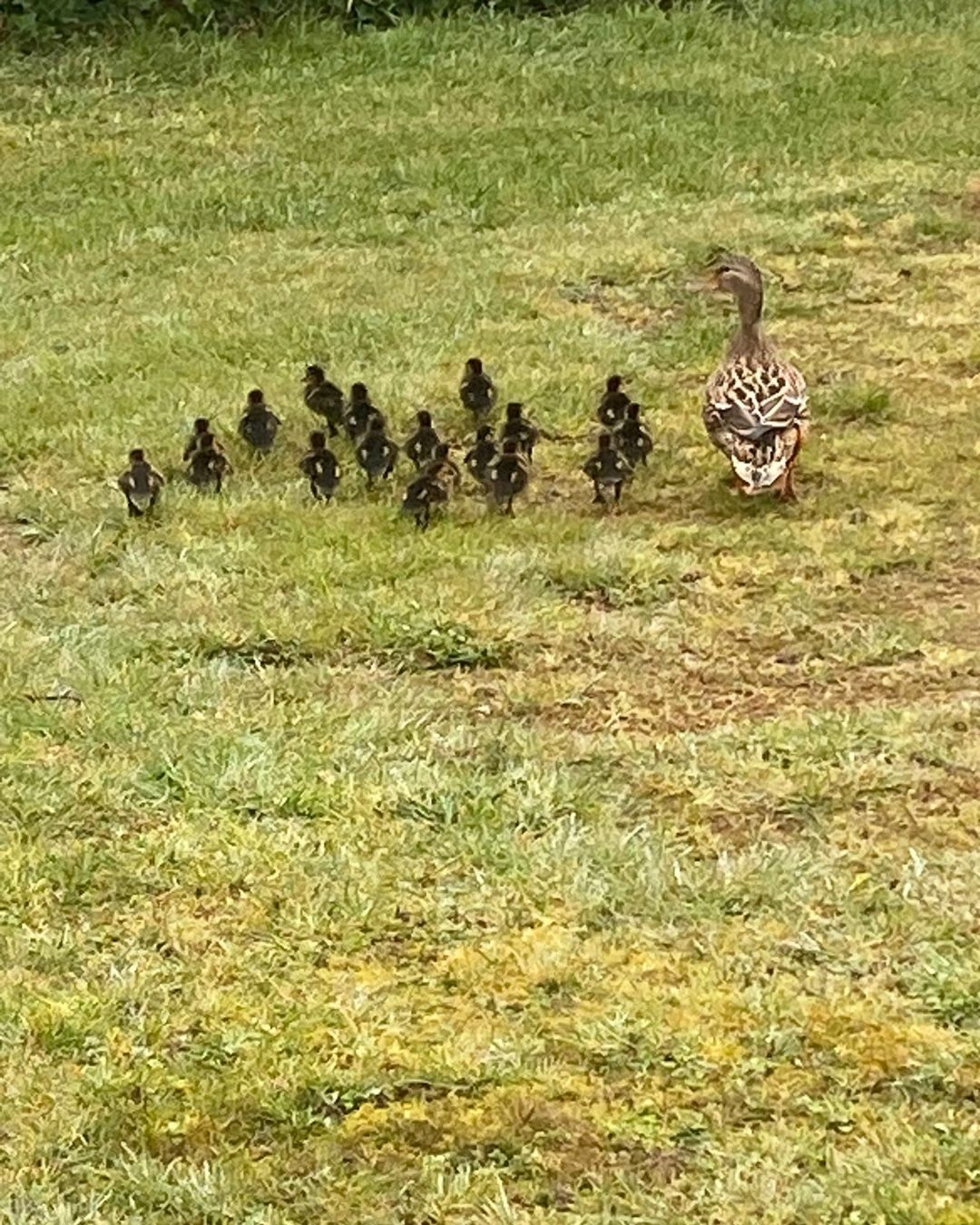 Spotted on the campsite yesterday — a duck leading her tiny crew on a very important march across the grass 🦆🐥🌿
#RedShootCamping #CampsiteLife #Ducklings #NatureSpotted #WildlifeMoments #OutdoorLife #LittleAdventures