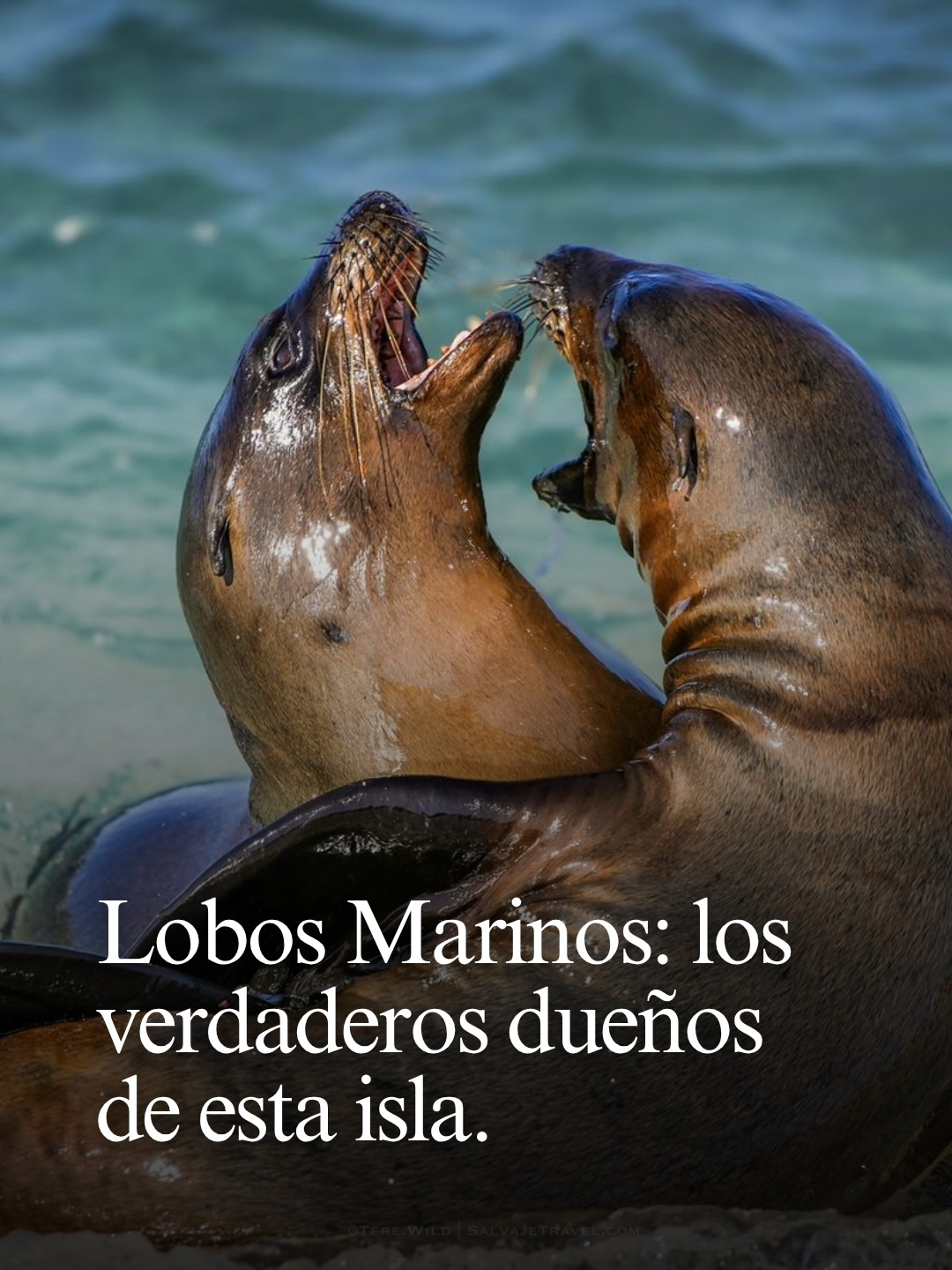 En Galápagos viven dos especies únicas: el lobo marino y el lobo fino, ambos en peligro y dependientes del océano. 🦭
Hoy se estima que existen entre 17.000 y 24.000 lobos marinos, y hasta 19.000 lobos finos. Sus poblaciones cambian constantemente, afectadas por factores como El Niño, que reduce el alimento disponible y puede impactarlas en poco tiempo.
Pero han desarrollado una gran capacidad de adaptación para sobrevivir en un entorno impredecible.
Hoy, entender y proteger su ecosistema es clave para su futuro, y por eso se trabaja arduamente para continuar con su protección.
¿Te gustaría obtener más información sobre nuestro viaje a Galápagos?
Próximas fechas:
📍 02 – 07 julio 2026
📍 10 – 15 octubre 2026