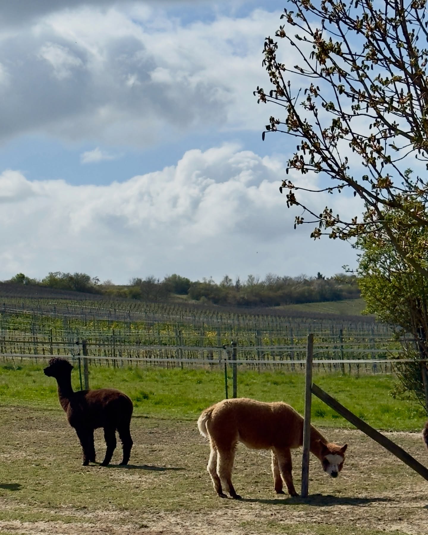 🤗
About today🫶
Uns geht’s gut!
Das Wetter war besser als angekündigt ☀️! Da kann man ja schon mal ein Fußbad nehmen 😆….meint Hermann!
Seid herzlich gegrüßt,
🫏🦙 die Jungs ✌️
#frühling #lamas #alpakas #esel #wandernmachtglücklich