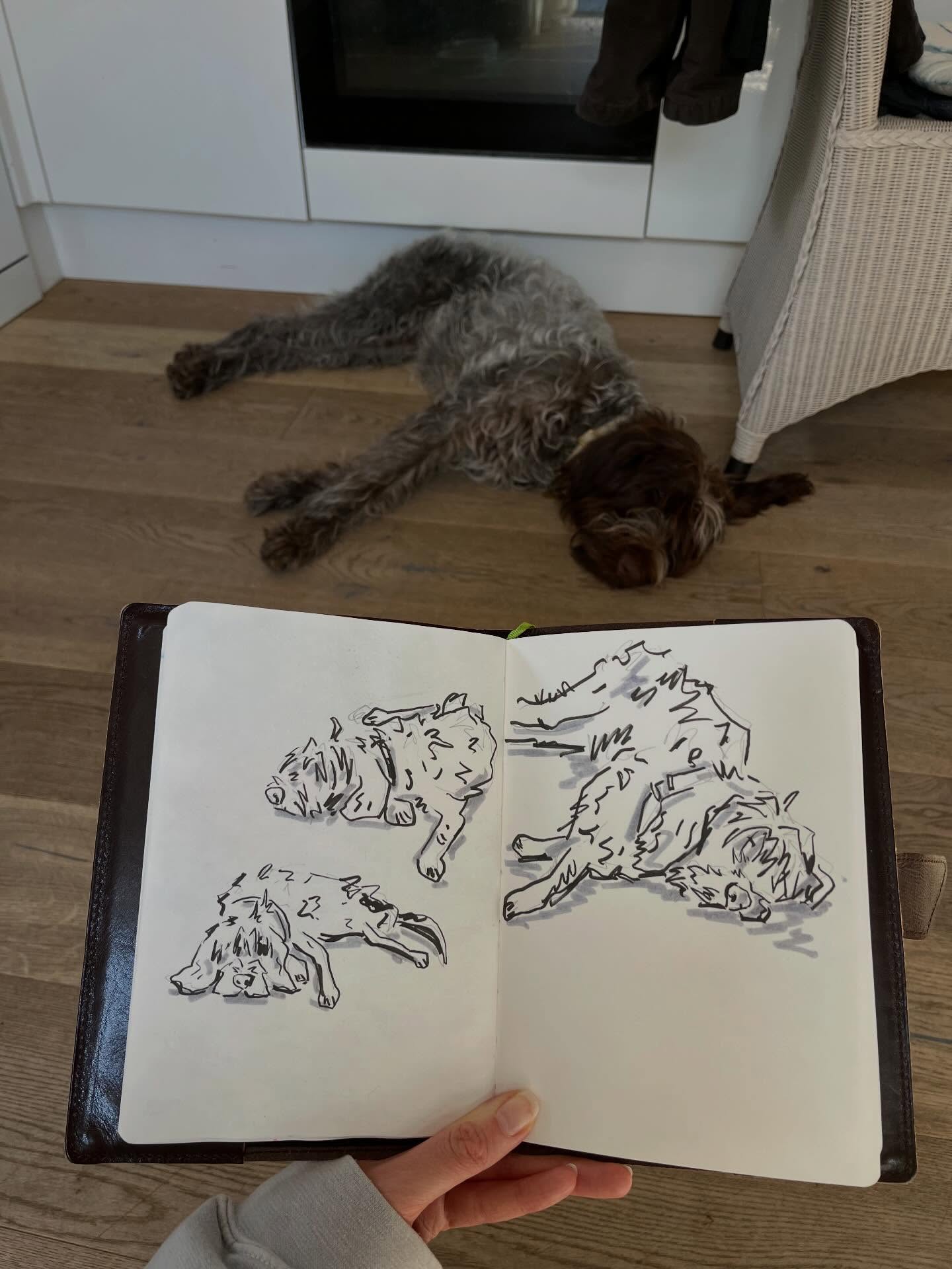 Sleepy Bramble scribbles
#sketchbook #sketchbookart #puppy #artist #fyp