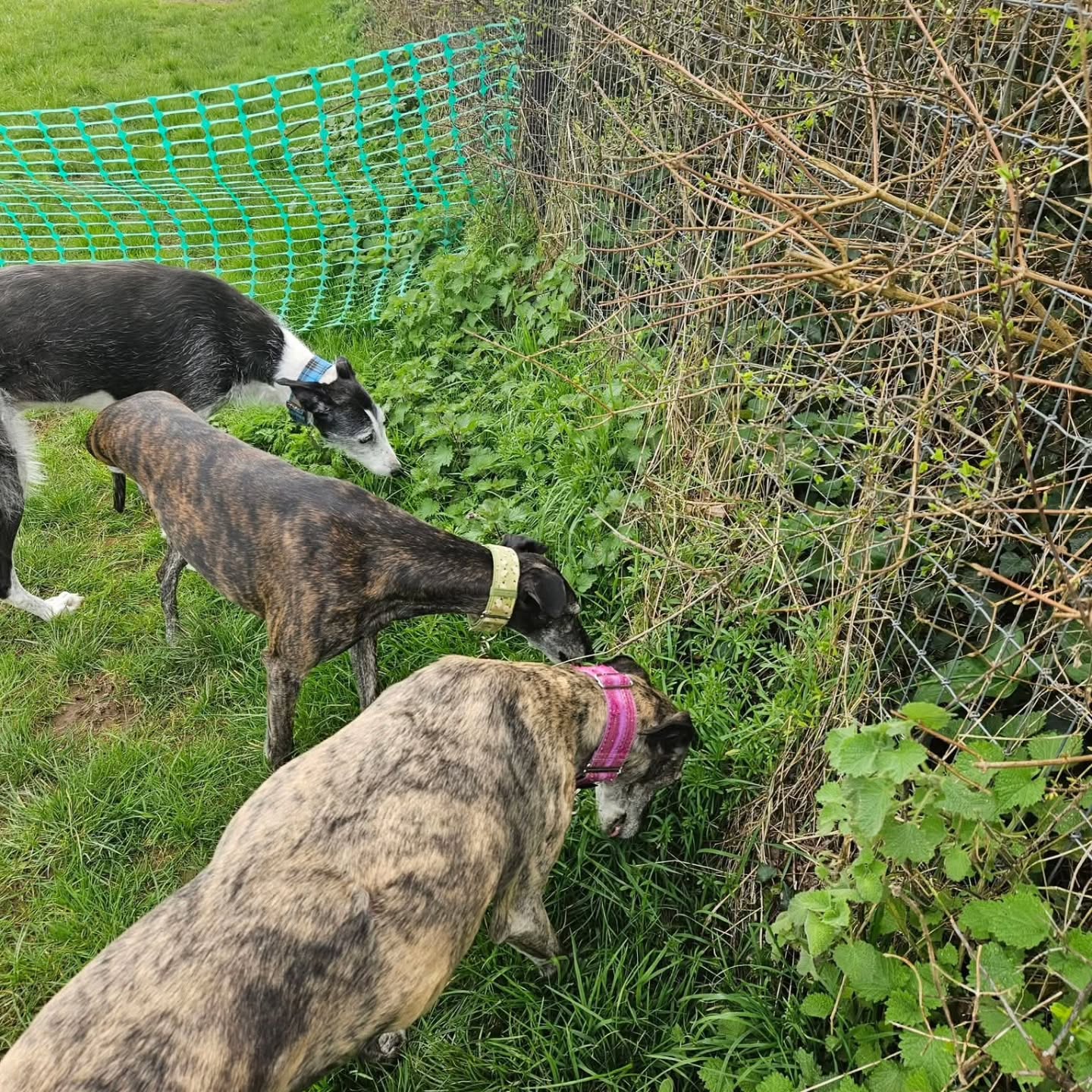 Last week we welcomed back Cesar, Karma, Hopper, Skip and Rimu for their first visit of 2026.
After a few quick sniffs to check everything is in order Cesar, Karma and Hopper all enjoyed chasing each other in a safe and secure environment while Skip and Remu did their own thing.
There's something for all dog in either of our 2.5 acre secure dog walking fields in Littlehempston, Totnes.
📲 Visit our site via the link in our bio to find out more.
#SecureDogWalkingFields
#DogFriendlyDevon
#HappyDogHappyLife
#StressFreeWalking
