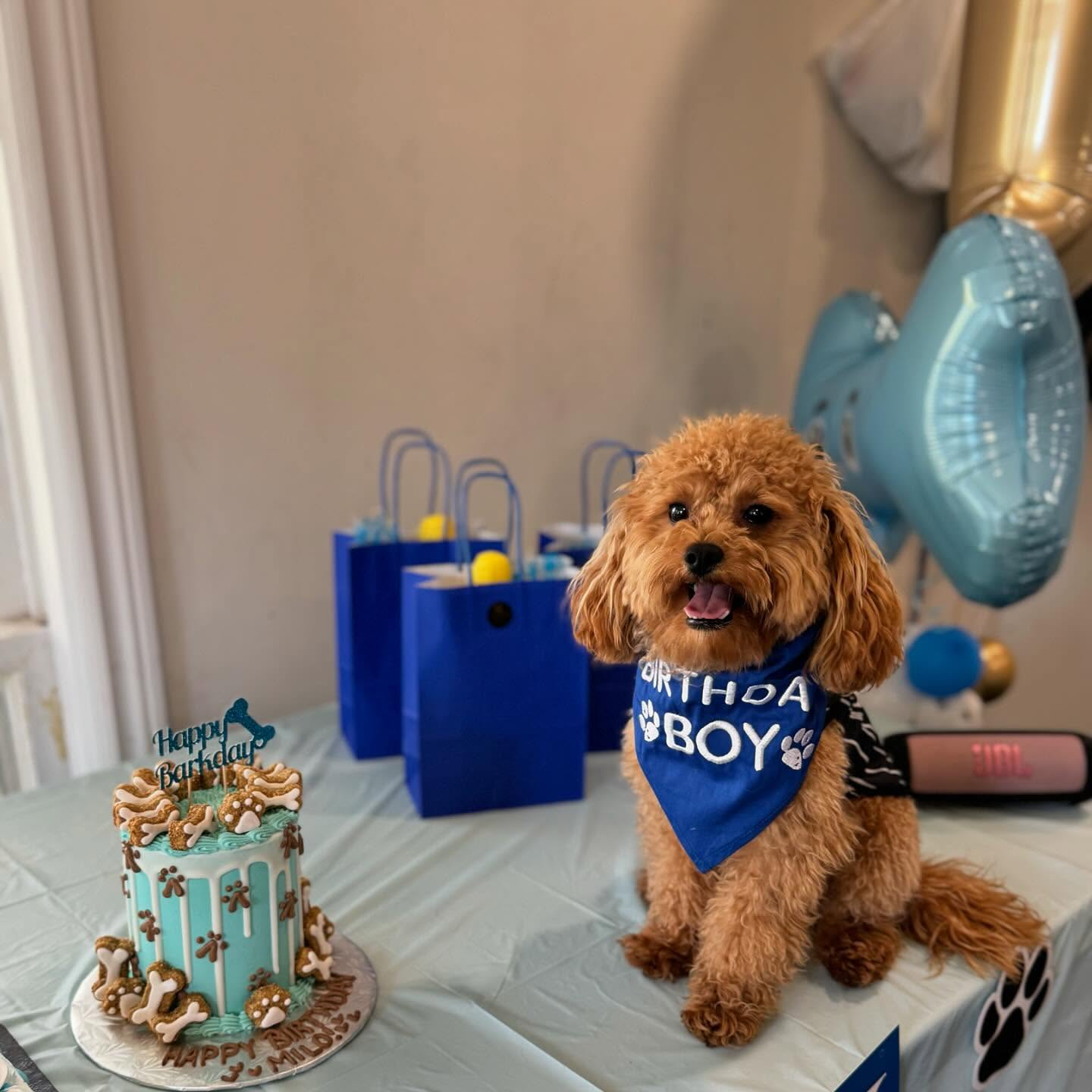 📸 #ClientCam
Milo’s 1st Pawsome Party🐶💙
It was our pleasure getting creative and planning the cutest 1st birthday animal party for our clients puppy🎉
We enjoy planning all types of celebrations here at M Nadie Events✨
Looking to have the most memorable celebration? Look no further! Send us a DM or email and let us help bring your vision to life.
Love List @koolcalmcreations @creativelayerss
#mnadieevents #eventplanner #eventplanning
#firstbirthday #puppyparty #dogparty #animallovers #furryfriend #birthdayparty #specialmoments #memorablemoments #celebration #eventdecor #balloons #celebrationcakes #torontoeventplanner #eventphotography #eventoftheday