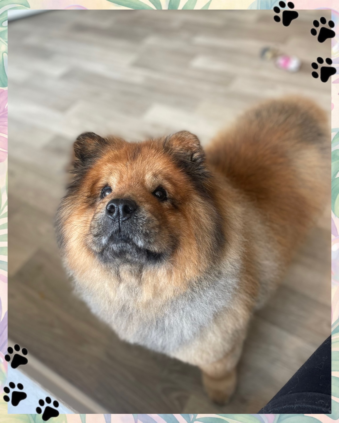 Meet Simba 🐾 — another absolutely gorgeous Chow Chow!
He’s such a sweetheart and so easy-going during his groom… a total dream to work with 💛
✨ Look at that fluff!
✂️🛁 𝘉𝘢𝘵𝘩𝘦𝘥 & 𝘚𝘵𝘺𝘭𝘦𝘥 𝘣𝘺: 𝘑𝘢𝘥𝘦
BANK HOLIDAY NOTICE
We’ll be closed:
📅 Friday 3rd
📅 Saturday 4th
📅 Monday 6th
For enquiries, feel free to email us or send us a message here on Instagram — we’ll get back to you as soon as we can 💌
#ChowChow #DogGrooming #FluffyDog #DogGroomerLife #PetPampering 🐾