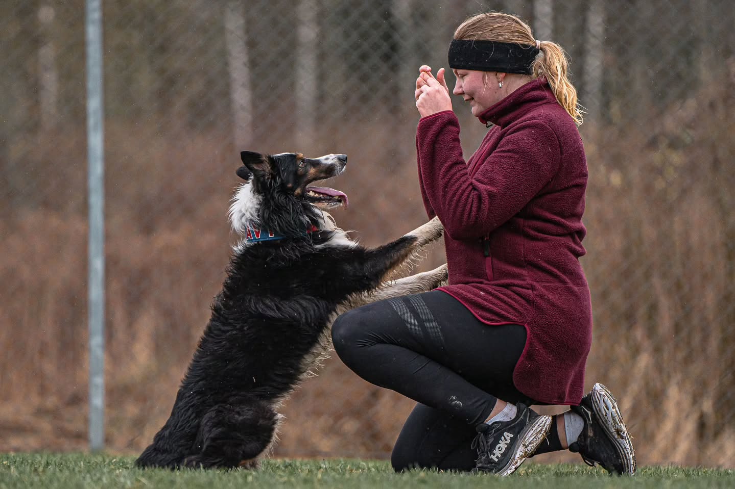 It feels like the bad luck is never ending 😩 Navy is limping and we visited the physiotherapist yesterday. The symptoms he showed were familiar to me, and it was unfortunately confirmed that he has a muscle strain in his hip flexor. He’s moving very unevenly, but most of all he shows that he doesn’t want to put weight on the leg when standing.
I’ve spoken with the physio about his participation in the World Championship in just 2 months, and she doesn’t think it’s realistic for us 😩 Even though he’s in great shape for his age, the healing takes longer for a 10-year-old dog.
It was a dream to compete with Navy at his final World Championship, so I'm very sad about this whole thing. At the same time, part of me is happy that Spud will step in instead, but it’s incredibly hard and heartbreaking not to compete with my Navy 💔