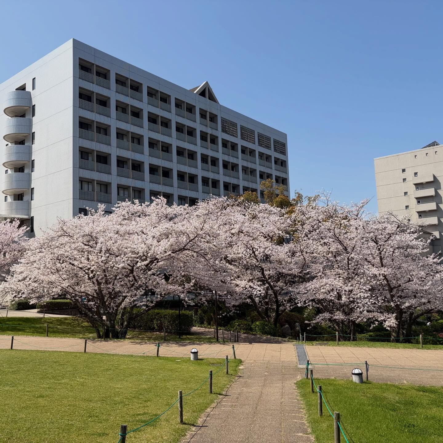 福岡工業大学のキャンパスに、
今年も桜の季節が訪れました。
池に映る桜、空へと広がる花の枝——
この景色の中で学べることを、改めて誇りに思います。
新しい季節の始まりに、
清々しい気持ちで新学期を迎えられそうです!
#桜 #福岡工業大学 #キャンパスライフ #春 #満開