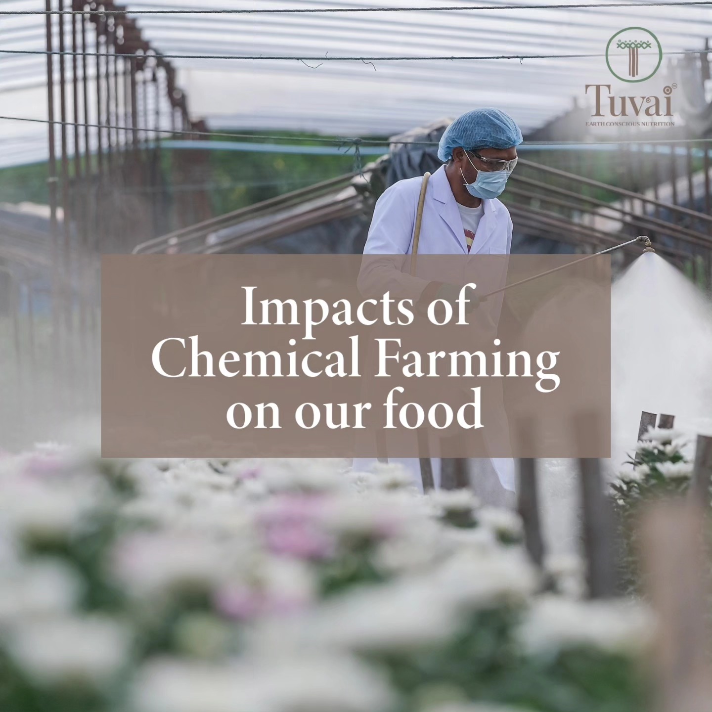 Chemical farming may promise abundance, but at what price? Our food bears the weight of synthetic pesticides and fertilizers, leaving a trail of impacts on our health and the environment. It's time to cultivate change and embrace a healthier, more sustainable harvest.
Shop our premium natural products at www.tuvainature.com
-
-
#tuvainature #organicproduct #JharkhandPride #OrganicGoodness #farmerslife #indianfarmers #sustainbleagriculture #traditionalfarmingpractices