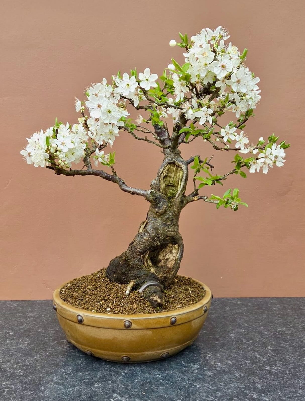 Sour Cherry in bloom. @southstaffsbonsai #bonsai #cherryblossom #gardening