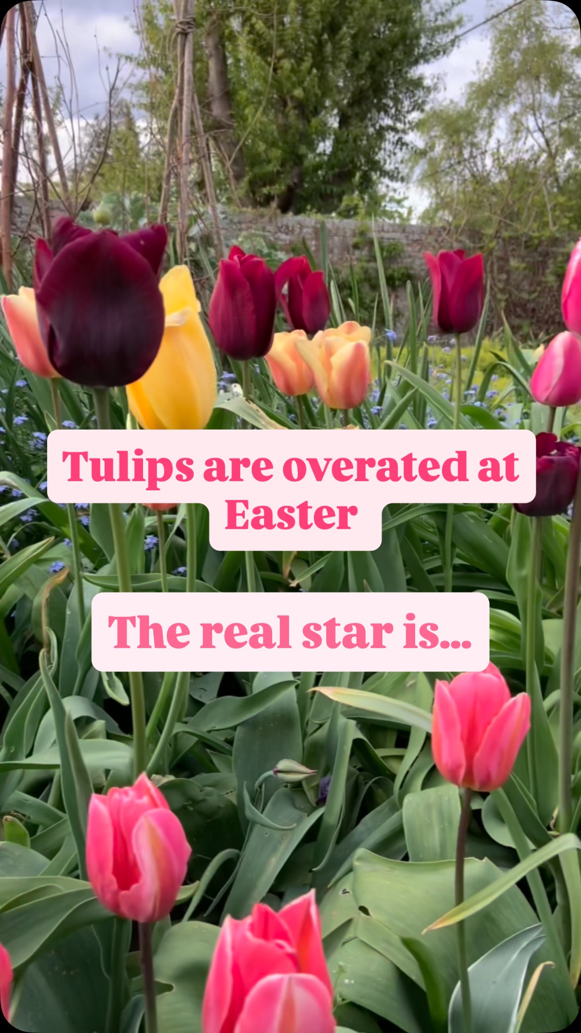 Don’t get me wrong I LOVE tulips but they are not edible so the best flower for me this time of year is purple sprouting broccoli 🥦 Both stems and flowers known as florets are edible so it’s a win win. Each head is made up from clusters of hundreds of immature flower buds and they are in season now. It’s even better if you grow your own 🌱as they take only minutes to cook. #broccoli #grow #gardening #easterflowers #tulips