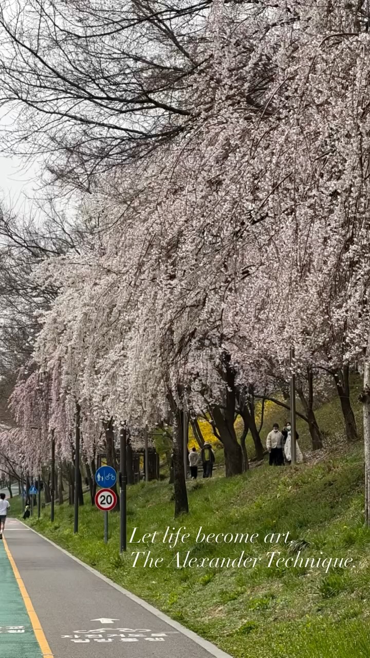 🎈
삶이 예술이 되는 순간,
#알렉산더테크닉
봄을 만끽하며
지금을 향유할 수 있음에 감사! 🌿
Life becomes art.
#AlexanderTechnique
Savoring spring,
grateful for now. 🌿