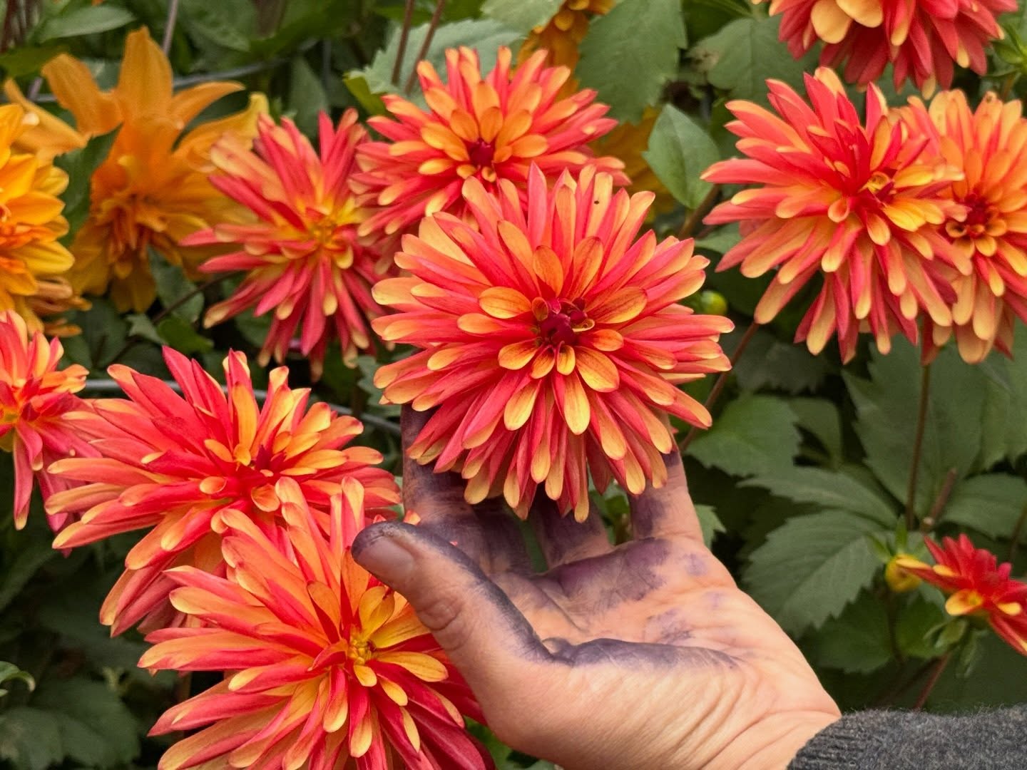 Join Janie Notmeyer of Janie’s Dahlias for a hands-on workshop just in time to plant your tubers! Learn the essentials of growing dazzling dahlias—from preparing soil and planting, to staking, fertilizing, watering, pinching, and deadheading. You’ll even pot up a tuber to take home and practice what you’ve learned.
Save your spot at https://www.gardenbythesea.org/learn/dahlia-care (link in bio)
With 35+ years of experience, Janie nurtures hundreds of dahlias each season—last year alone, she cared for 525 plants across 65 varieties! Read more about Fort Bragg’s very own “Dahlia Queen” in @wordofmouthmendo Magazine! (link in bio)