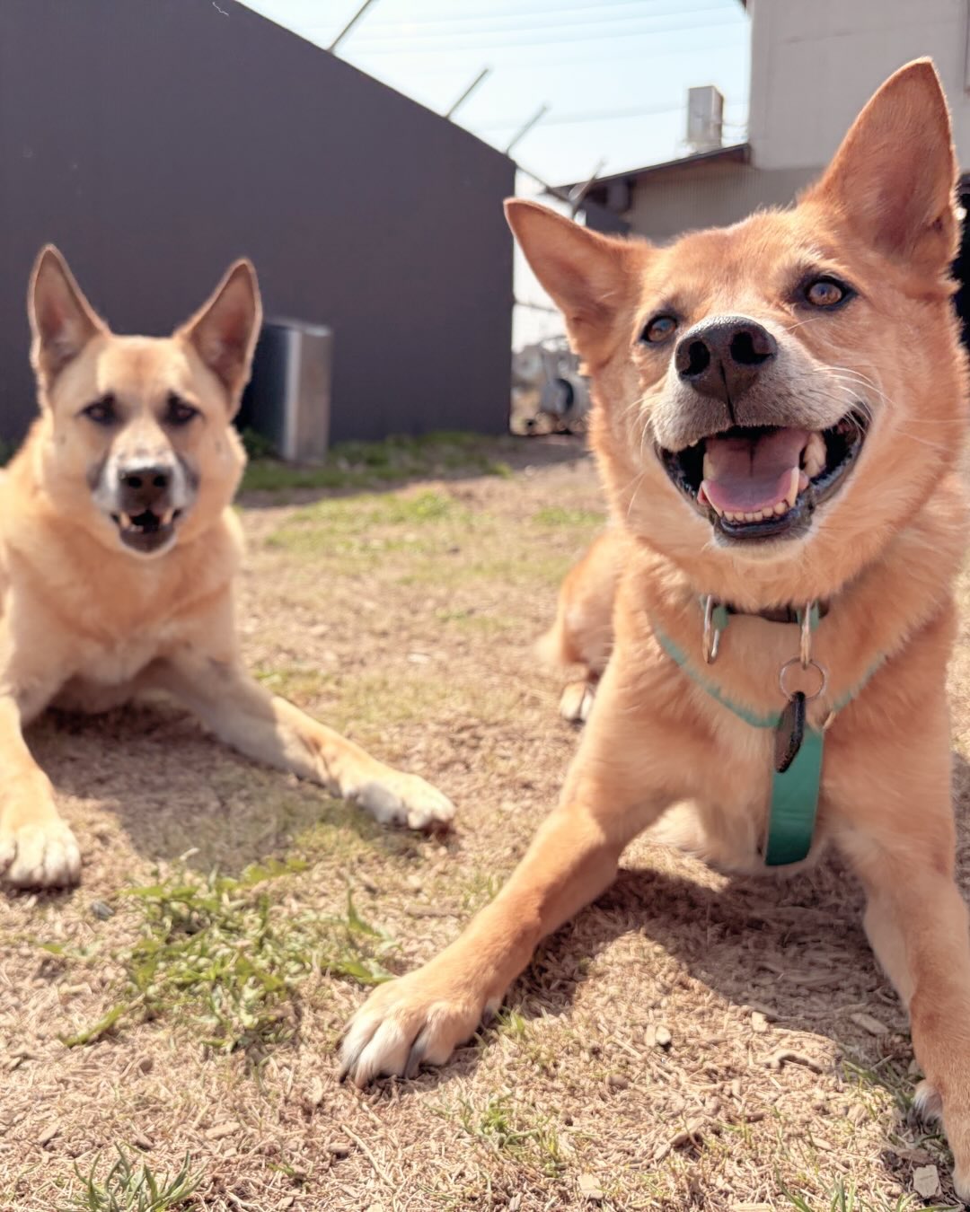 明日のワンボナ、楽しみだな!
メロいぬいぬたちと共にはるばる参ります🚙
ナヤ・ジャスパーは欠席となりました🙏
代わりに✨アルバちゃんが参加します😊🌼
大忙しのスタッフは、窓辺でおもち立ち食い🍡
頑張って準備したのでぜひブースに遊びにきてくださいね✨
#wanbonheur2026