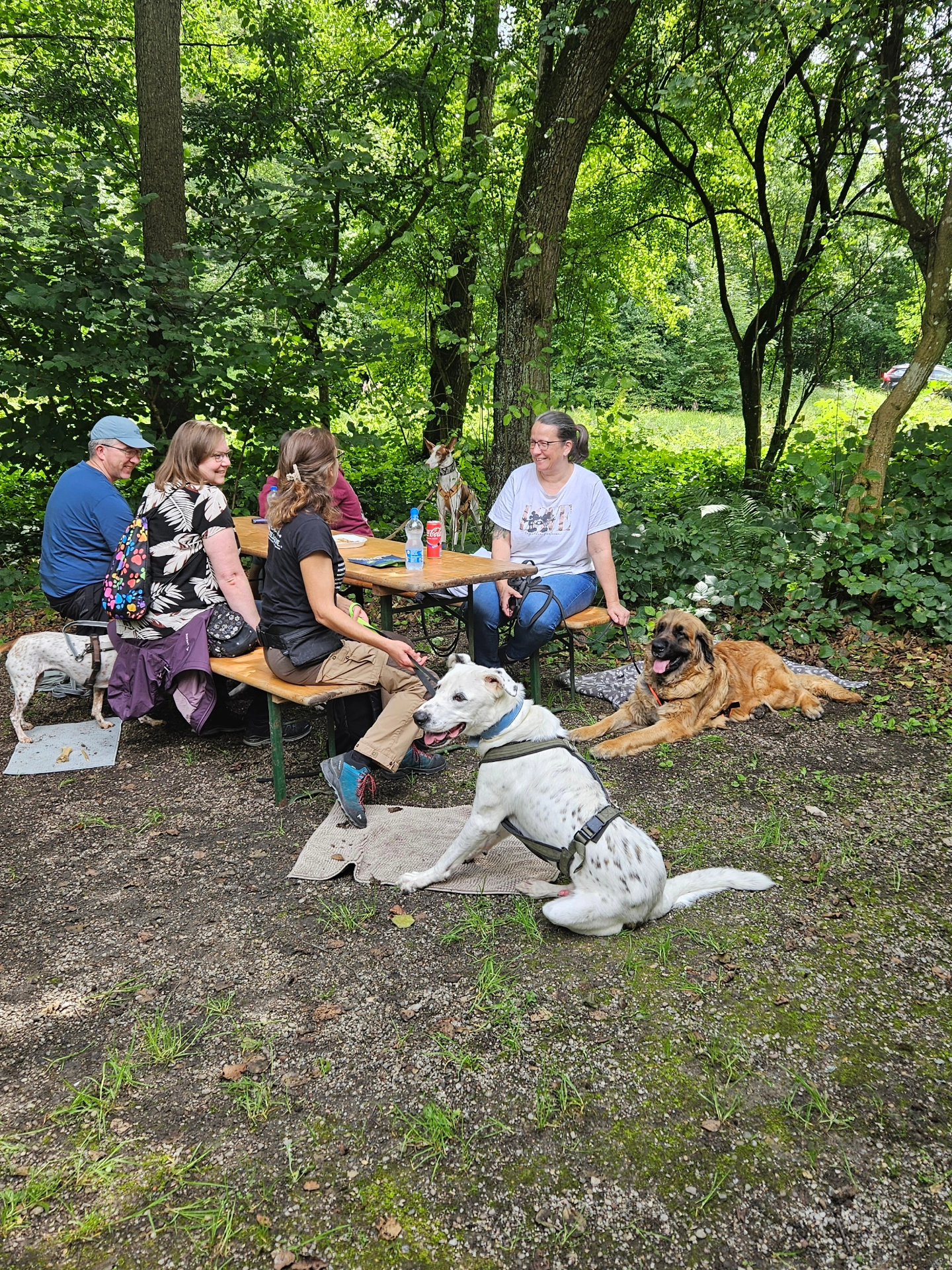 Ein lehrreiches proforma Restaurant Training in der Blockhütte Bäsebeiz bei @cl_audio_79 durften wir gestern wieder machen. Alle Hund - Mensch Teams haben es toll gemacht, auch wenn die ein oder andere Situation etwas nervös war🫶🐾👣
#codedoglove #restauranttraining #hundeverhaltenverstehen #hundmenschteam #hundeverstehen #hundesprache