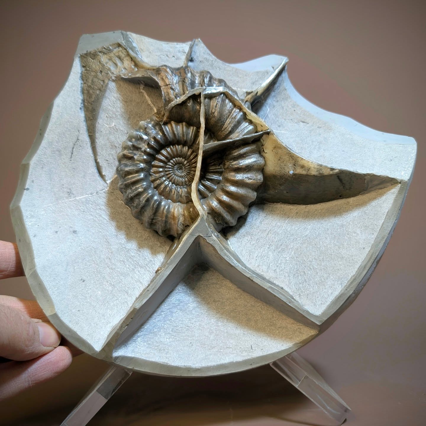 Calcite veins are an important part of fossil preservation they help accommodate the flow of minerals, mostly Calcite into the fossil. This is often responsible for the exceptionally preserved fossils we have here on the Jurassic coast. This 10 cm androgynoceras sp. Ammonite within its green ammonite nodule is an example of how the calcite veins intersect and form around the fossil.
#fossils #paleontology #AncientHistory #ammonite #jurassic