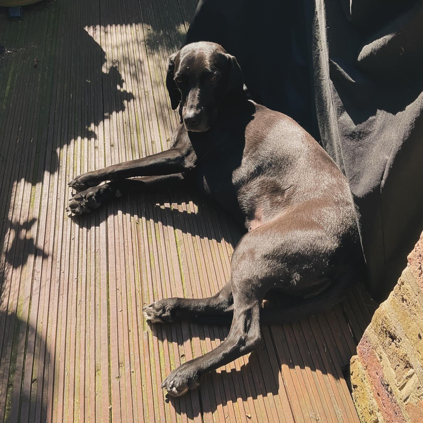 My dog is a dick!
She rolled in something deeply unpleasant and was made to have a bath.
Now she’s sulking outside and refusing to come back in!
And I cannot get the smell of fox poo out of my nose 🤬
I’m tired.
#dogsofinstagram #stinkydog #puppylove #mydogisadick #rescuedog