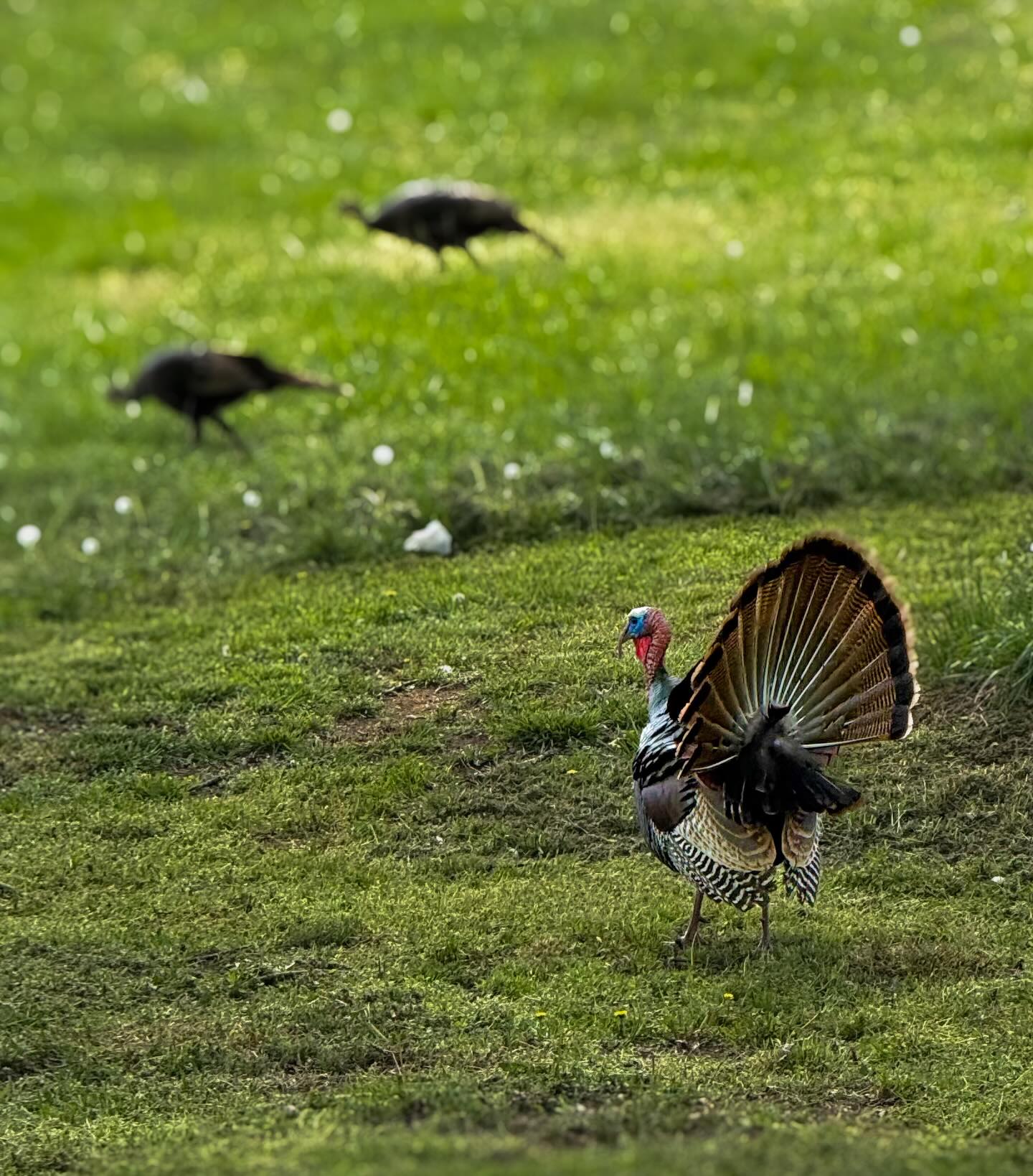 Showing off for the ladies. #FriendsvilleTN