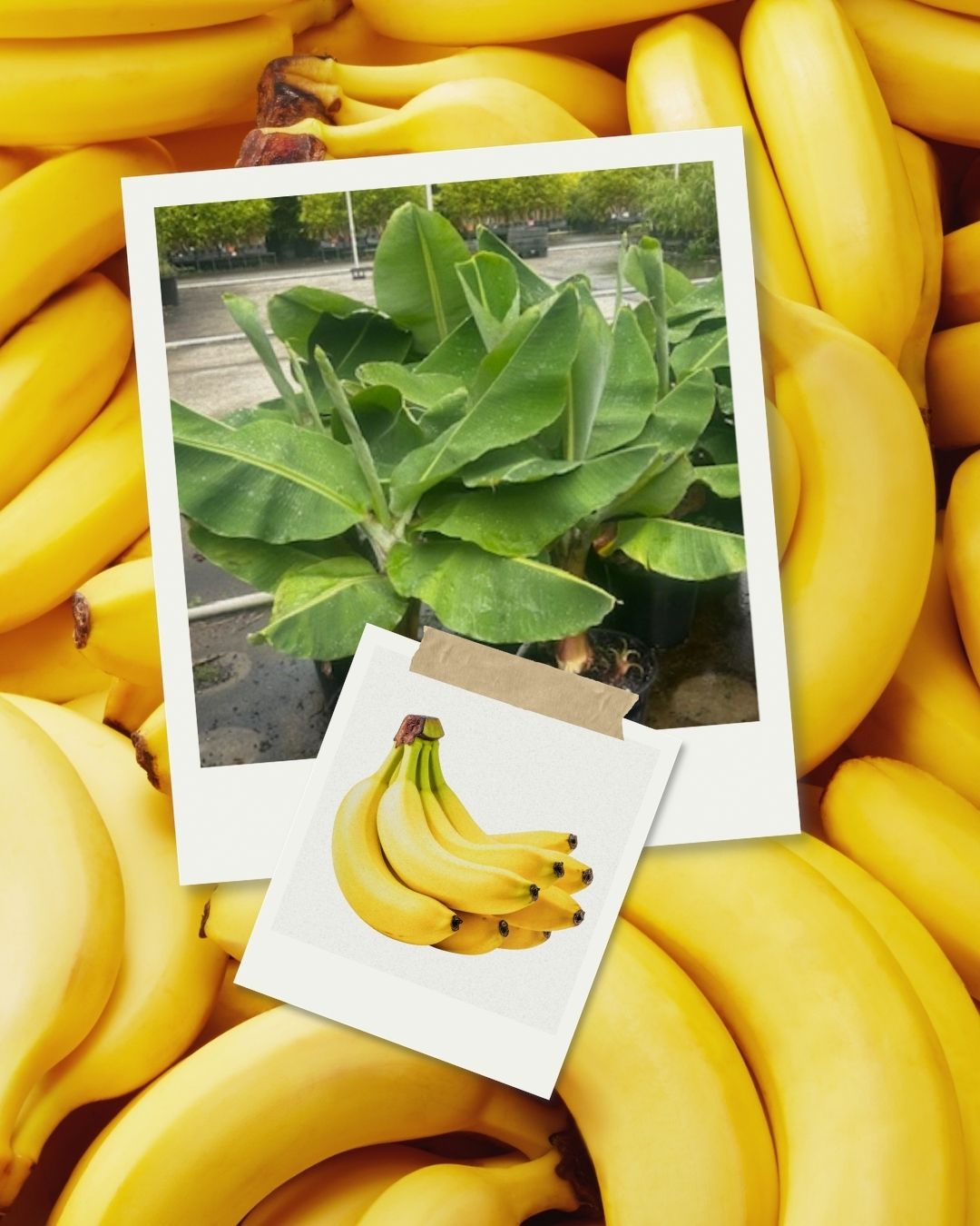 Dwarf Cavendish Banana plants are back! 🍌
Great for the backyard and perfect for a tropical feel.
250mm pots – only $15.