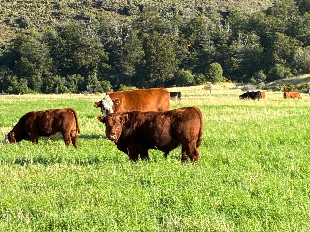 Nuestros animales llegando de la veranada al potrero de aguante. Ahora se nos vienen los trabajos de corral, venta, destete, palpación y orden de lotes…