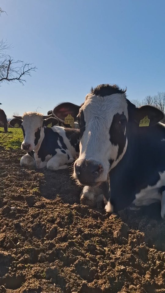 Tinka 🐼
Heute wird sie 10 Jahre alt 🎂
Und zum ersten Mal darf sie diesen Tag einfach genießen –
mit ihrem Sohn Matti und ihrer Familie an ihrer Seite ❤️
Doch ihr Leben war nicht immer so…
Früher lebte Tinka als Milchkuh –
angebunden, Tag für Tag, das ganze Jahr.
Ein Leben, das Spuren hinterlassen hat.
Bis heute ist sie auf regelmäßige medizinische Versorgung angewiesen.
Und trotzdem…
hat sie sich ihre Sanftheit bewahrt.
Tinka ist fürsorglich, freundlich und lebensfroh.
Sie liebt es, gebürstet zu werden –
und wir lieben es, ihr dabei zuzusehen,
wie sie endlich zur Ruhe kommen darf.
Ohne Druck.
Ohne Erwartungen.
Einfach nur sie selbst.
Alles Gute zum Geburtstag, Tinka 🐄❤️
Du hast dir dieses Leben mehr als verdient.
💚
#Geburtstag #Rinderliebe
#Familie #Tinka #Zukunft