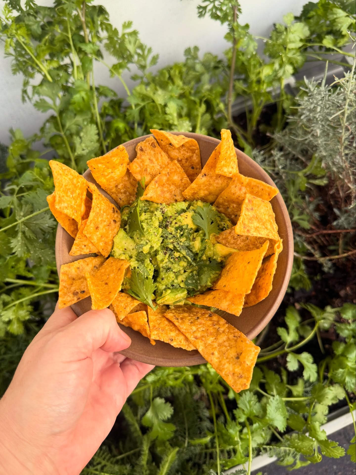 This is what autumn means to me…a butt load of coriander in smashed avocado 🥑
autumn vegetable garden harvesting. Coriander is a cooler season herb, get it planted
Grown in my self-watering square planter from @wickingbedsnz. Plant and forget 🫶🏽