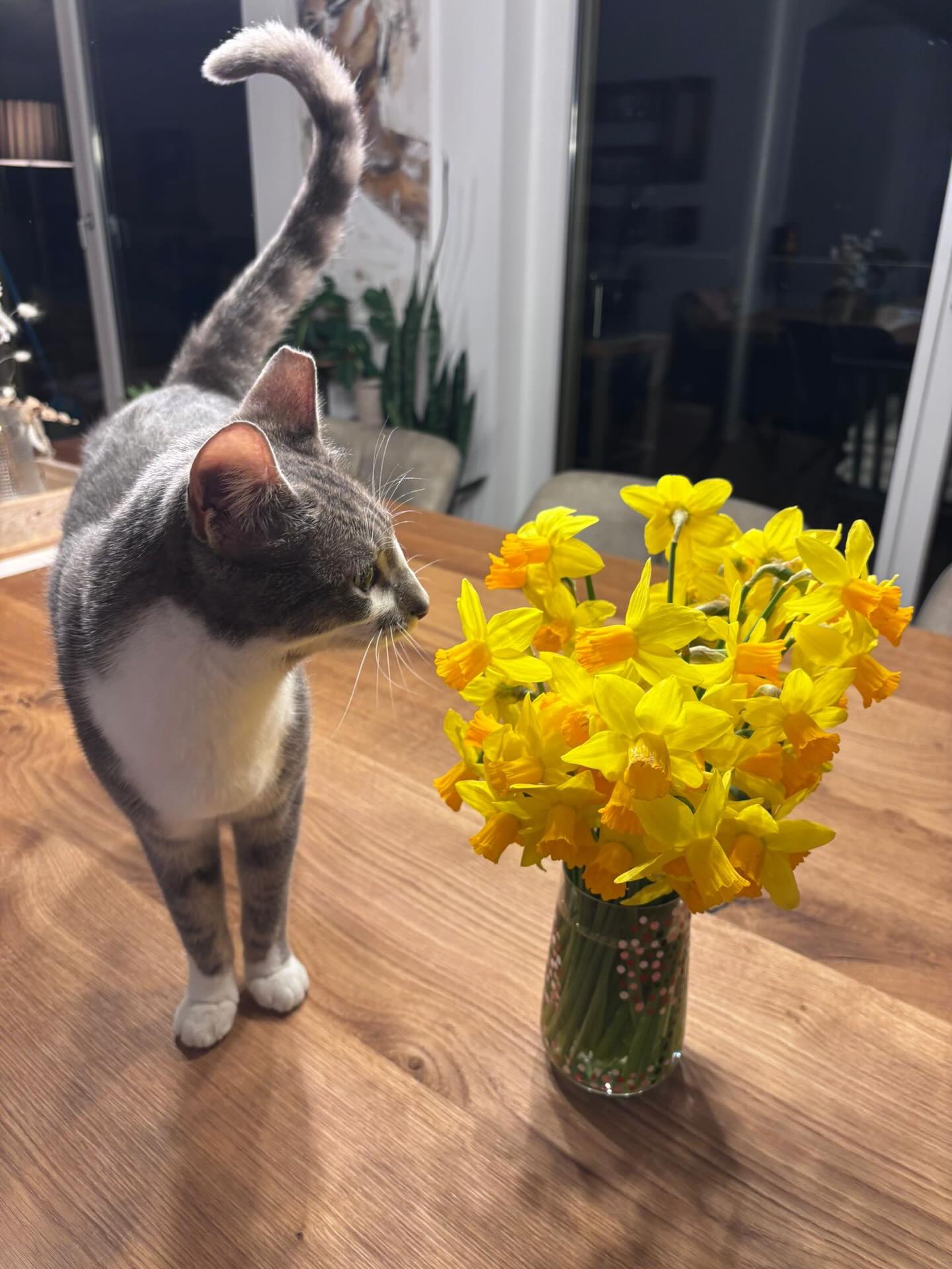 Pass auf, Mäxli!!
Die schönen Narzissen sind giftig für Dich und Deine Katzen- und Hundefreunde!
Schon kleine Mengen können bei Tieren zu Erbrechen, Durchfall oder schwerwiegenden Vergiftungen führen. Auch von den Schokohäschen und -eiern dürft ihr geliebten Vierbeiner nichts naschen!
Wir wünschen Mäxli und Euch allen gesunde und fröhliche Ostertage! 🐣
@tierarztpraxis_rothenburg
#giftig #osterndeko #osterhasen #osternmitkatzen #osternmithund