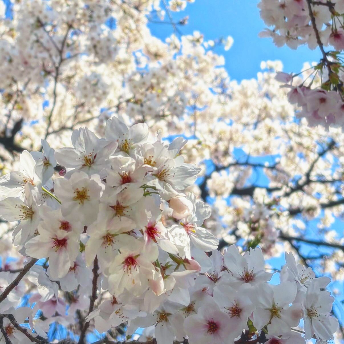 少し手ぬぐいの投稿をおやすみして…
会社の桜が満開になっておりました🌸
実は当社の入り口では大きな桜の