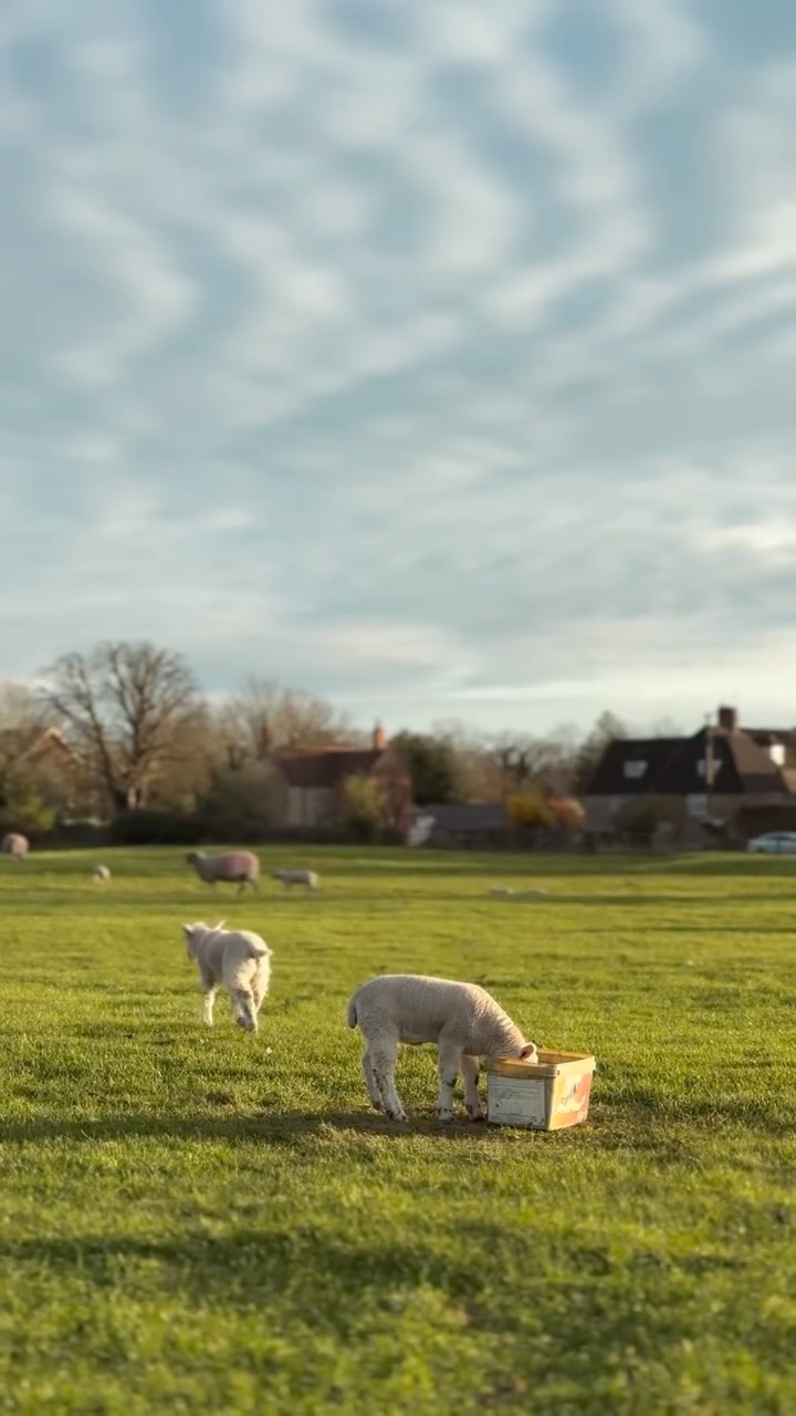 We have been quiet on here for over a year now! The truth is…
This is for the best reason. 🤍
You have been keeping us beautifully busy. Every moment has been spent looking after the families that we are lucky enough to welcome through our doors.
Spring has quietly arrived around the corner and with it, our little neighbours living their best lives. Thank you for still being here, and making our lovely barn conversion studio feel so full of life! 🐑
#springtime #babylambs #naturelovers