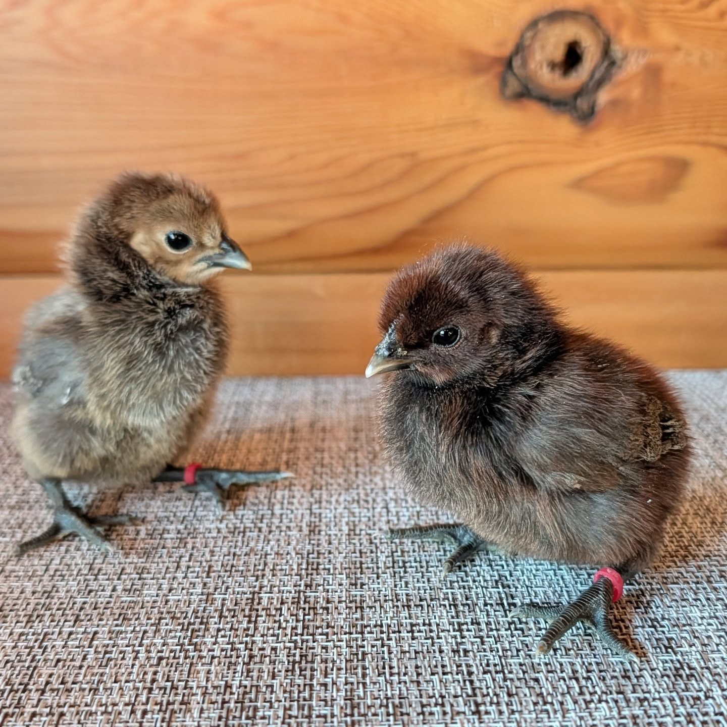 2 more Peanut Butter babies!
That wraps up all of the eggs she gave me this year so far, so I'm really keeping my fingers crossed that at least one of them in a hen 🙈
