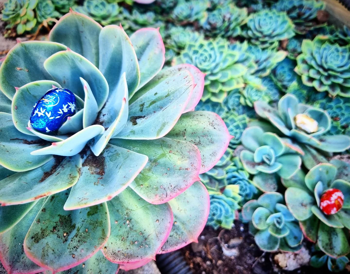 Happy Easter!!! I hope the bunnies left chocolate eggs... or more realistically, let's hope your succulents bloom succulicious chocolate buds!!! 😉🥰 so, happy chocolate day ♡♡♡The hunt is on so hunt the bunnies, pluck the eggs and get that sugar high going!
Have a gorgeous day! Ps for those serious Easter egg hunters, be sure to rescue them from sunstroke and melts before targeting those shaded protected little treasures!