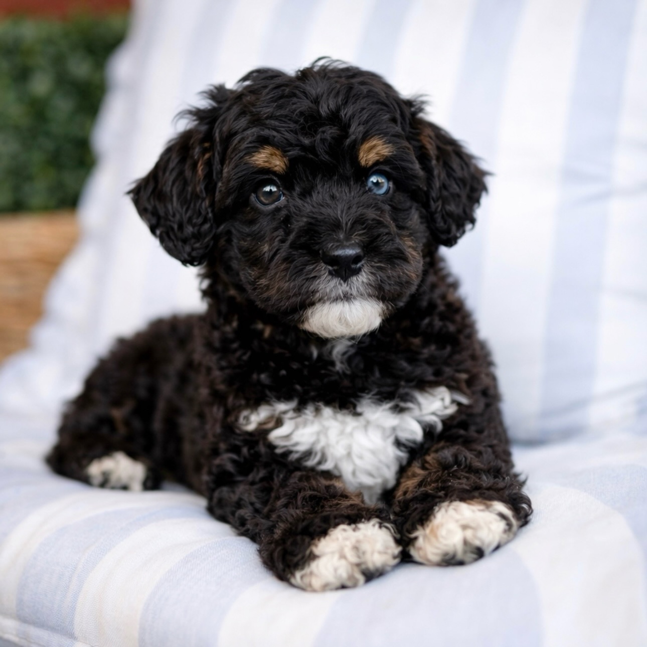 Donāt let the size fool you⦠Voodoo is a tiny but sweet little package!
She may be one of our smallest girls likely topping out at 12lbs but she carries herself like she knows exactly who she is!
Playful, confident, and so good with other dogs. Just an easy, happy little pup that fits right into family life.
Non-shedding and raised as your own through our Guardian Home program. We cover her yearly vaccinations and heartworm prevention. You provide love, snuggles, and food! Thatās it!
Easy travel size. Itās a win for sure. For Guardian Home placement, fill out an application on the website, or send me a text at (318) 840-4444