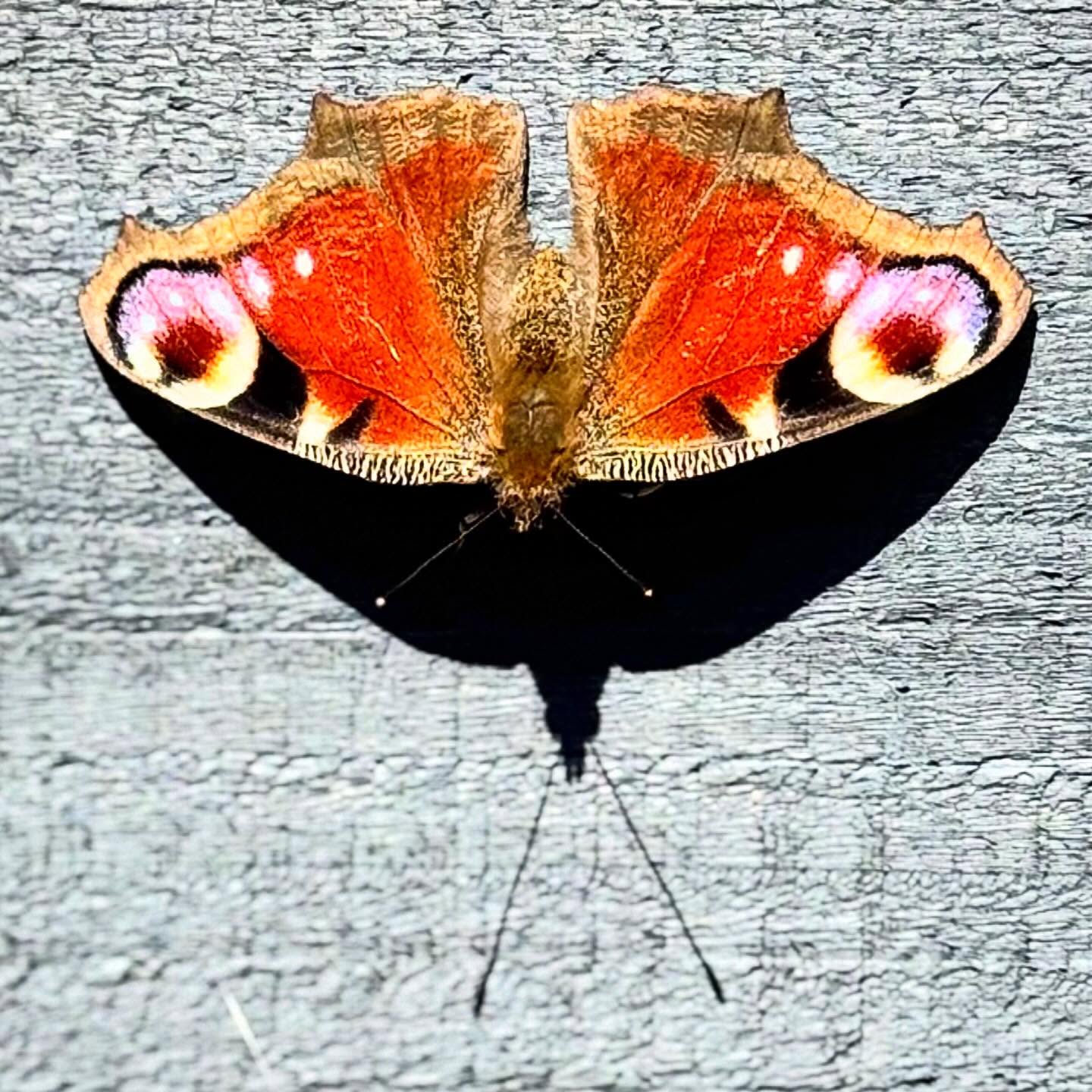 Isn’t she beautiful. Warming herself on the fence and enjoying a beautiful day. 🦋
#butterfly #springintheuk #stresslesscraftmore #happyplace #peacockbutterfly
