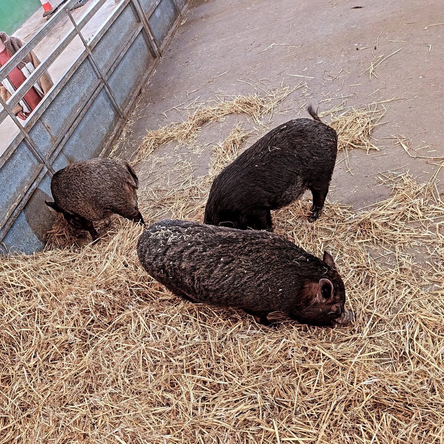 These 3 little pigs have left @puxtonadventurepark to start their new lives on a wonderful estate outside of Bridport.
#pig #transport #kunekune #vietnamese