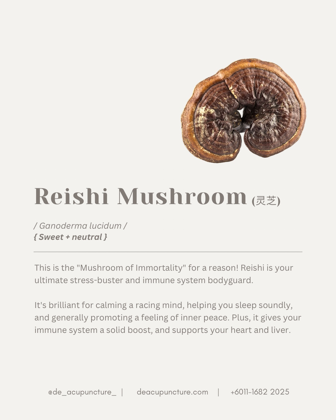 Need a ‘Chill Pill’ for your whole body? This mushroom is the KING! 👑
In TCM, Reishi is called the “Mushroom of Immortality” and it nourishes your Three Treasures: Jing (Essence), Qi (Energy), and Shen (Spirit/Mind). ✨ That’s why people love it for stress and sleep!
If you’re always stress like ‘boss just called a meeting’, or your mind is noisy at 3 am, Reishi can help! 😴
Why TCM practitioners call Reishi the King:
🌟Calms the Shen
Helps with anxiety, racing thoughts, and sleeplessness. Time to chill! 🧘♀️
🌟Boosts Qi
Fights general weakness and fatigue. Bye-bye, afternoon slump! 👋
🌟Immune Support
Known for its immune-modulating power. Keep the flu away! 💪
Reishi is a powerful adaptogen that helps your body adapt to stress, which is perfect for your lifestyle! 😉
BUT—here’s the key part: While Reishi is the King, not everyone’s body constitution needs it, or might need it in a specific combination. Taking it wrong can be a waste of money or, worse, not give you the full benefit! 💸
Have you ever tried Reishi and felt it was too ‘heavy’ for you, or didn’t feel any difference? Tell us in the comments! 👇
That’s why you need a customised herbal prescription. Don’t self-medicate with supplements! Consult our qualified TCM practitioners at 医心医意中医坊 De Acupuncture x Herbs Centre first. We’re here in USJ, Subang Jaya, to check your Shen and tailor a formula just for your body’s unique balance. 💖
Ready to calm your mind and sleep like a baby? Click the link in our bio to book your consultation today! ✨
#ReishiMushroom #Lingzhi #MushroomOfImmortality #TCM #Adaptogen #StressRelief #SleepBetter #SubangJayaTCM #USJ #医心医意中医坊 #DeAcupunctureXHerbsCentre #KualaLumpurWellness #Acupuncture #TCMTips #CalmTheMind #HerbalMedicine