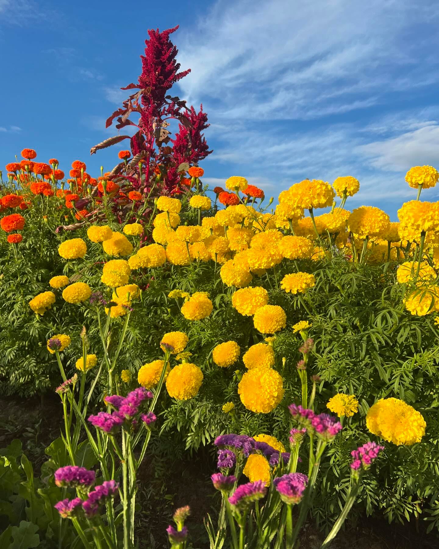 perhaps it’s the vibrant colors in the October fields that usher in the cold of fall.
#fieldwalks #flowerfarmer #montanagrown #montanagrownflowers #growninmontana #grownnotflown #supportlocalfarmers #billingsmontana #406 #marigolds