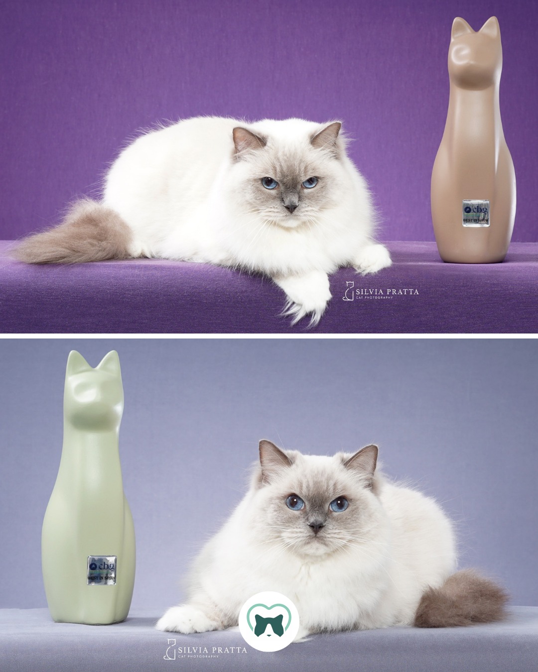 😻 Fotos oficiais e melhores momentos da exposição do CBG – São Caetano do Sul - SP. 😻
Como sempre é maravilhoso poder se reunir com amigos, trocar experiências e adquirir conhecimento.
🐾 Agradecemos aos juízes que julgaram nossos gatos pela avaliação e elogios aos nossos Ragdolls.
💚 Aos queridos clientes que foram nos visitar pela companhia e torcida. Inclusive algumas pessoas que estão em nossa lista de espera. Sem esquecer dos amigatos virtuais, pelo carinho e comentários.
🐾 Aos nossos parceiros pelo apoio e torcida @formulanaturaloficial @brincadeirasdegato
👏🏻 Ao clube e organizadores do CBG, novo local, novas experiências.
✨RESULTADOS ✨:
🏆 BR* Blumenkatzen Arwen - 2x CAGPIB, 2x NOM e 2x BIS
🏆 BR* Blumenkatzen Zamora - 2x CACC
🏆 BR* Ragburt Precious Romeow - 2x CACC, 2x NOM
🏆 BR* Blumenkatzen Blanche - 1x, 1x CACC – Obrigada Julia por apresentá-la (ela só participou no sábado)
🥰 Estamos muito felizes e orgulhosos com nossos amados Ragdolls!
Ragabraços e até a próxima! 💚
✅ Confira em nosso site a agenda completa de exposições deste ano.
🔗www.blumenkatzen.com.br
#blumenkatzen #ragdoll #ragdollbrasil #formulanatural #catshow