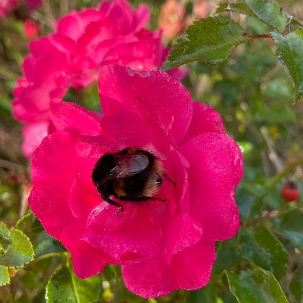 Anybody else feeling like this sleepy bumblebee climbing inside a Wiltshire Ground cover rose today? Hope you're all having a wonderful Sunday!
#bumblebee #sunday #sundaymood☀️
