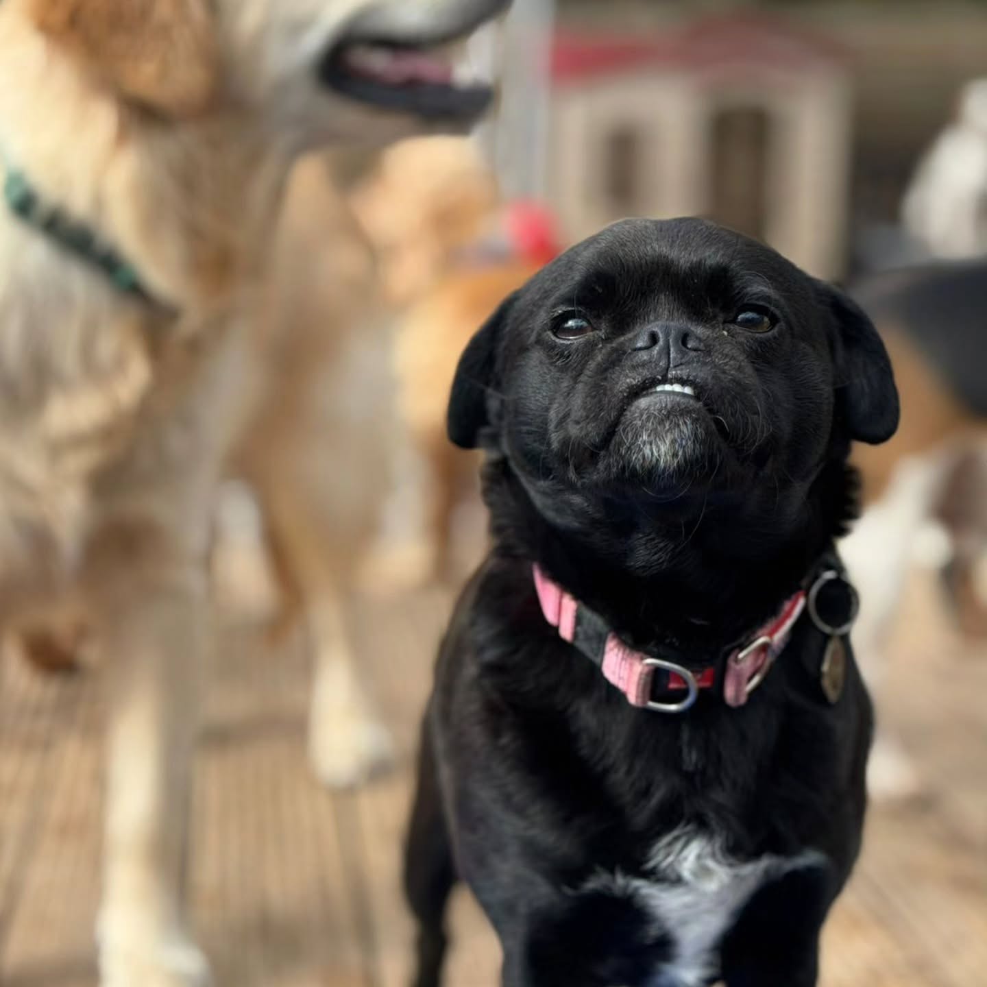 Happy dogs at Daycare ❤️