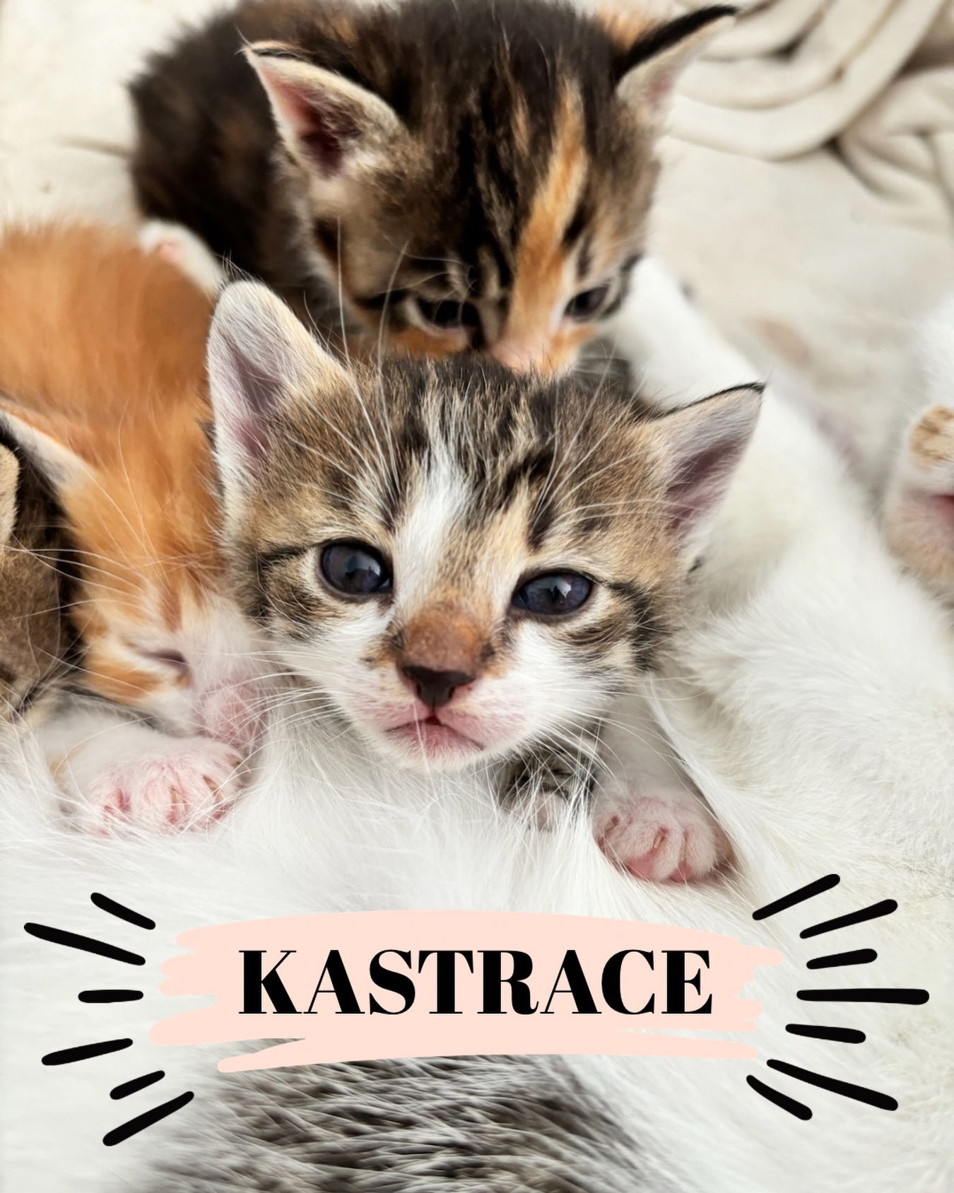 Venku je sice teď pořádná kosa a jaro se zatím schovává za mraky, ale nenechte se zmást. První jarní den už máme za sebou a i když se nám to teď nezdá, teplo jednou přijde. A s ním pro nás v útulku začne ta nejdrsnější sezóna v roce. Období koťat. 😿🥀
Právě teď, když se všechno připravuje na probuzení, musíme mluvit o věcech, ze kterých mrazí víc než z ranních mrazíků. 🫣Budeme teď horem dolem tlačit na osvětu, kastraci a zodpovědnost, protože realita „přírody“ není jen o roztomilých fotkách v trávě.
Proč o tom mluvíme právě teď? 🛑
Protože pokaždé, když někdo odmítne kastraci s tím, že „kočka by měla mít aspoň jednou mladé“, roztáčí tenhle začarovaný kruh bolesti.
‼️Domácí množení: „Soused si jedno vezme,“ je věta, která končí kočkou u silnice nebo v přeplněném útulku o pár měsíců později.
‼️Přemnožení: Každé kotě, které se narodí „náhodou“, bere místo těm, které už venku bojují o holý život. ✨✂️
‼️Značkování: kocoury ovládnou hormony a začne si hrdě značkovat území – a věřte nám, ten zápach v chodbě nebo na terase fakt nechcete. 🤢
Než se definitivně oteplí, prosíme, šiřte osvětu s námi. Kastrace není omezování, je to projev té nejvyšší lásky a zodpovědnosti. Pomozte nám zastavit tohle zbytečné utrpení dřív, než se ty krabice u našich dveří zase začnou objevovat. 🙏❤️
Terka ze Šklíby ✨