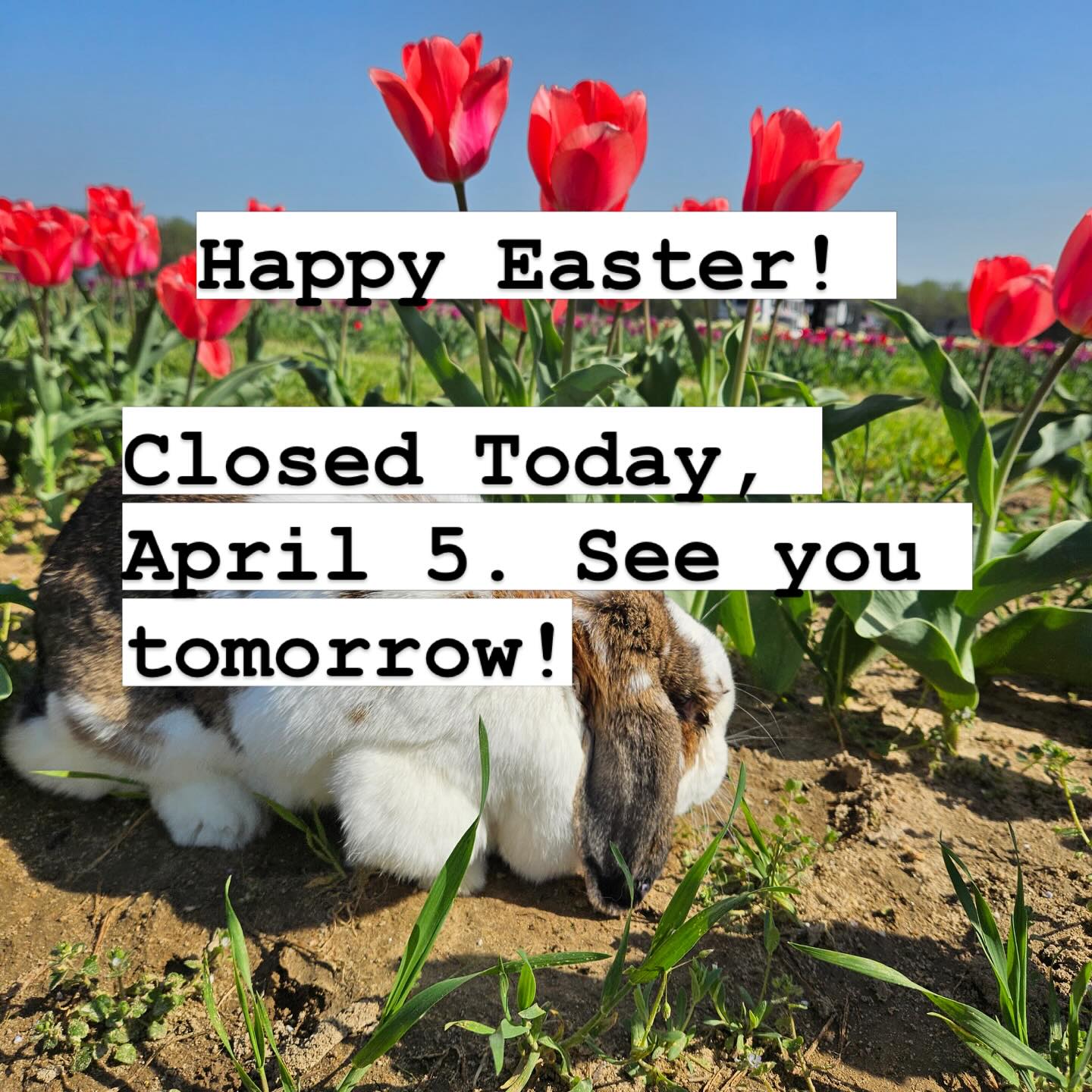 Closed today! Back to daily operations tomorrow. Happy Easter