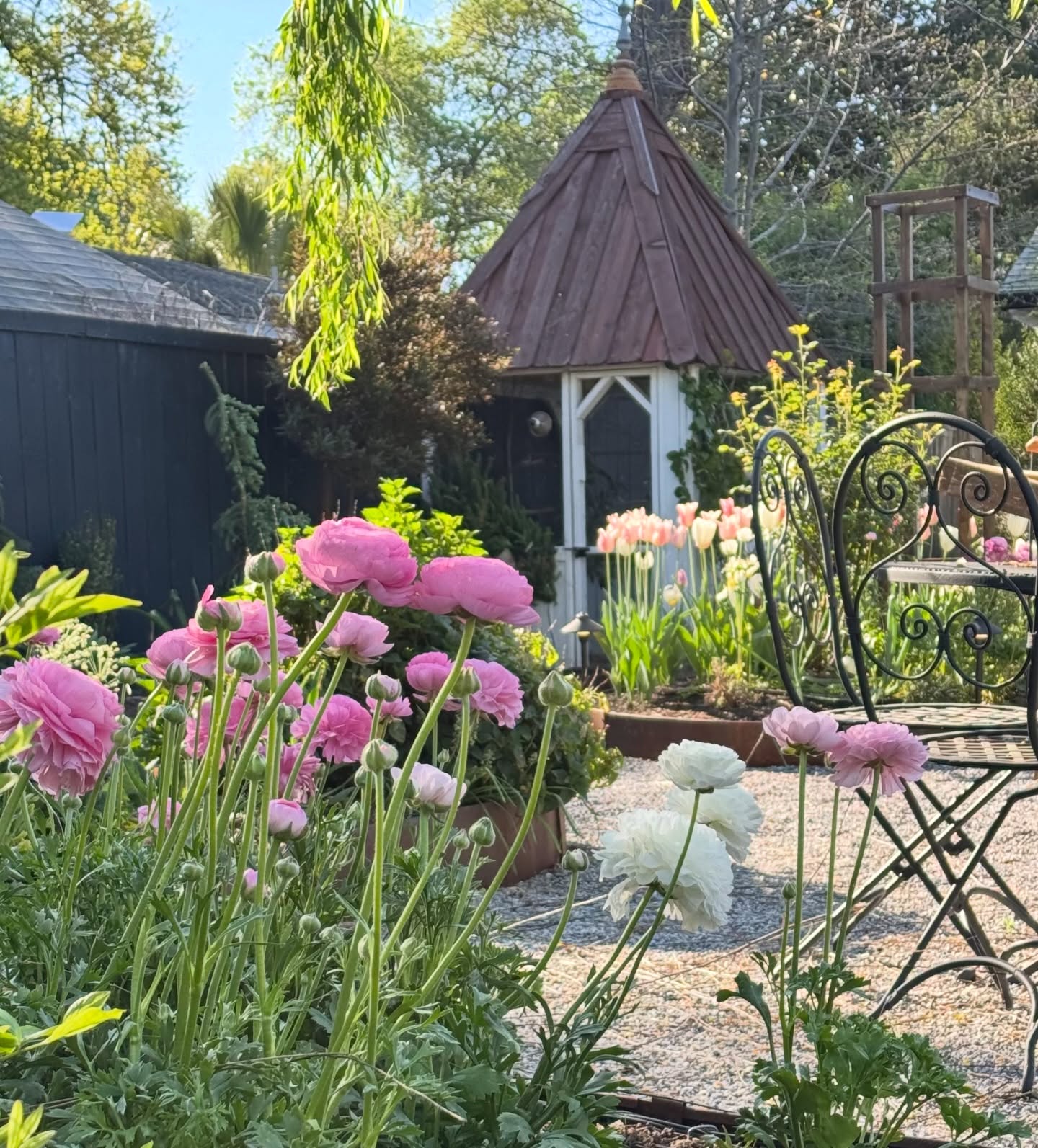 The flowers lasted longer than I thought they would this year with the heat spell. All of the tulips and daffodils are officially gone and the late spring and early summer flowers have started to wake up. The garden has started to feel alive again 🌸