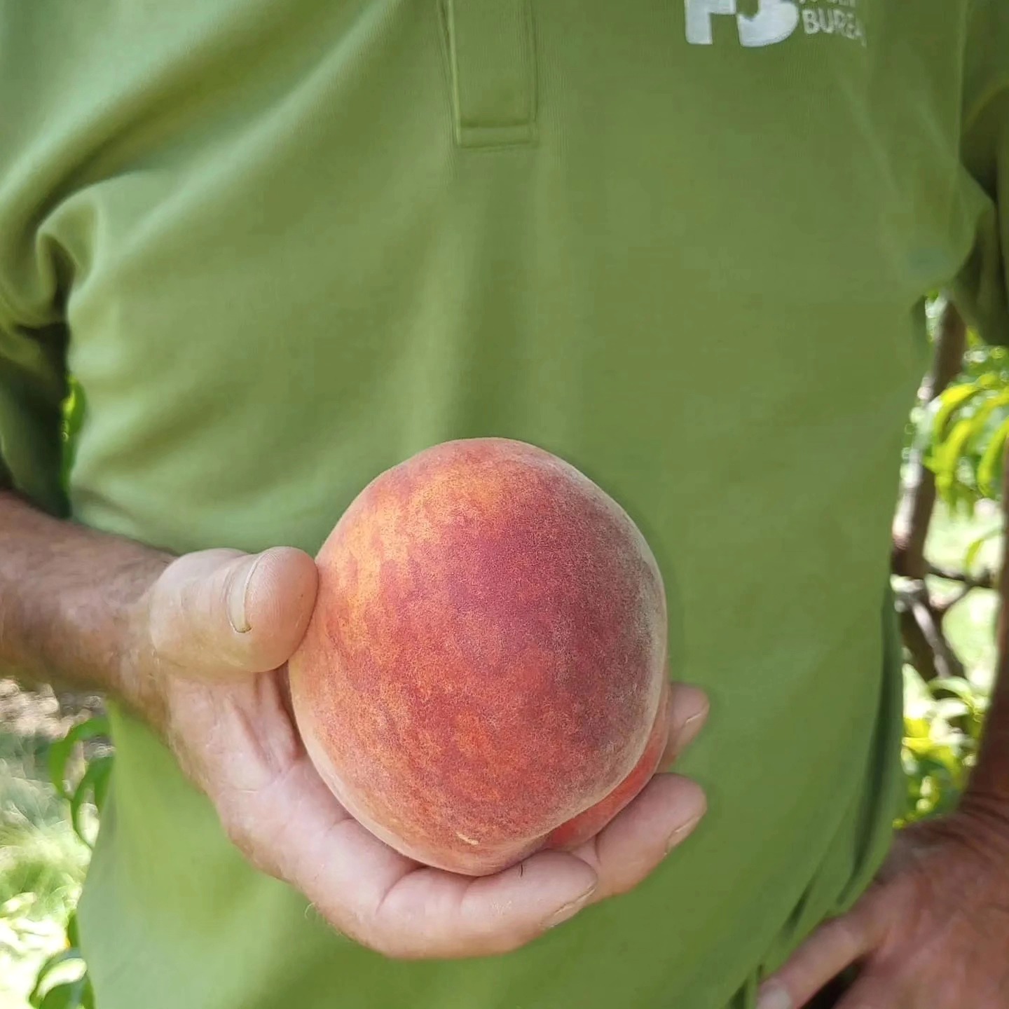 The Farm Stand is OPEN from 2-6
Wednesday-Saturday! We now have cling and freestone PEACHES, bi-color and white SWEET CORN, BLACKBERRIES, as well as cantaloupe, onions, green peppers, cukes, and zucchini. You can pick your own blackberries! We accept cash, card, and checks. Open Wednesday-Saturday 12-6 and other times by appointment.