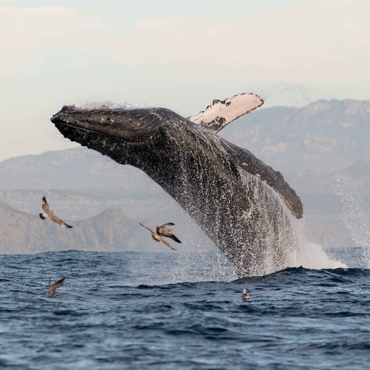 ¿Por qué las ballenas saltan? 🌊
De hecho, el salto (o breaching) puede tener varias funciones dependiendo del contexto: comunicación, eliminación de parásitos, comportamiento social o juego.
Y si te fijas bien, puede ser que haya gaviotas alrededor. 👀 ¿Por qué crees se quedan ahí? ¿O sólo quieren mirar este show con asiento privilegiado?
— ENG —
Why do whales breach? 🌊
In fact, breaching (or jumping) can have several functions depending on the context: communication, parasite removal, social behavior, or play.
And if you look closely, there are almost always seagulls around. 👀 Why do you think they stay there? Or do they just want a front-row seat to this spectacle?
-
-
-
-
-
ballena jorobada, respiración de ballenas, espiráculo, saco laríngeo, vida marina, océano, cetáceos, los cabos, avistamiento de ballenas, conservación marina, comunicación de ballenas, biología marina, especies marinas, educación ambiental