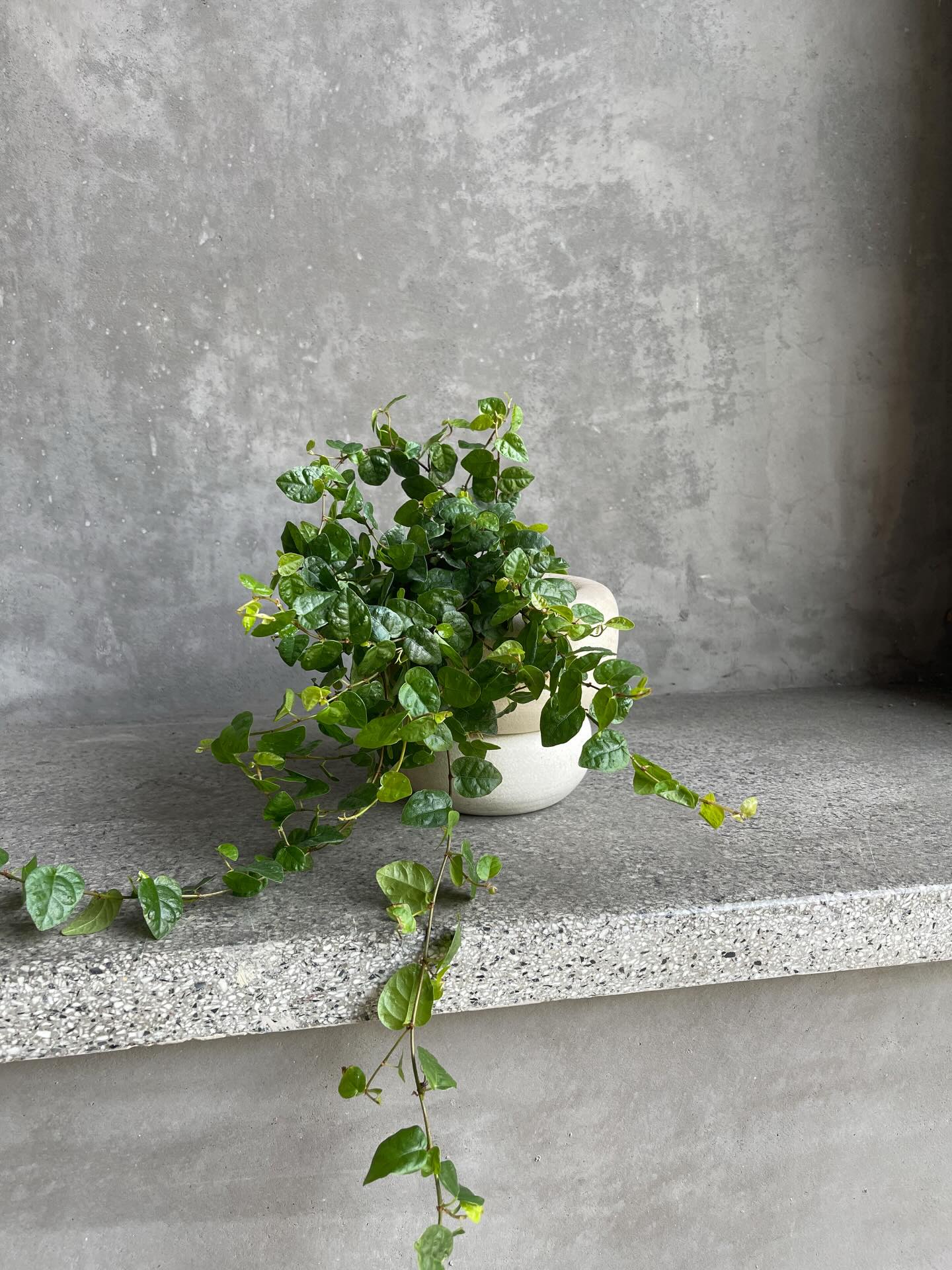 Not everything we do blooms. This one just grows — and keeps growing. Plants in beautiful pots, available in the shop.
Inquire about larger scale custom plants and pots. Email us at florals@lebouquetsf.com