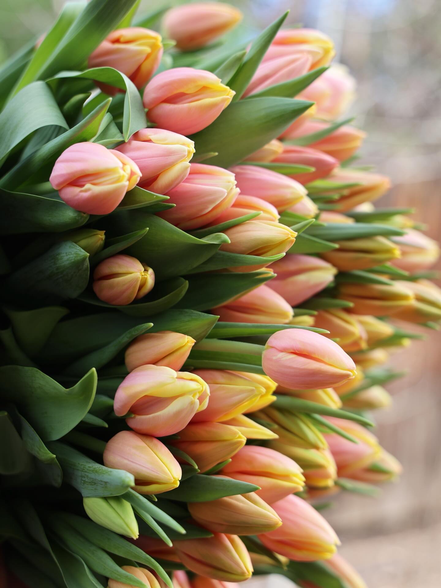We have some beauties lined up for your Easter weekend!
The Flower House will be open and stocked Saturday 10-6 and Sunday 10-2.
@niwotcolorado