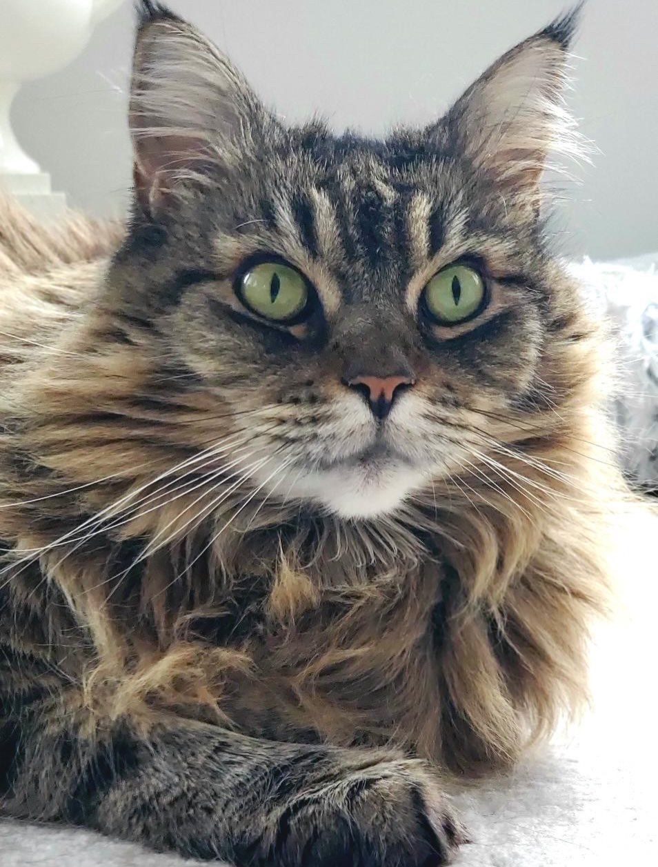 Campari 7/24/2012 - 3/26/2026 ❤️
My precious Campari passed away in my arms on Thursday. It was sudden and unexpected and I am devastated. She was the sweetest, cuddliest, most fun little love. She was the runt of the litter and ran up to me when I met all the kittens. I fell in love with her immediately.
The day before she died she talked to me at length and Whiskey came up to clean her and nuzzle her. That night she snuggled me so hard I couldn’t even move.
She had so many fun quirks and was full of love and mischief. She slept at my head every night and woke me every morning for breakfast - sometimes she bopped me in the face, sometimes she pulled off my eyeshades. The last morning with her she snapped the fitted sheet against the mattress and bounded to the food bowl. She delivered her toys to me every night, trilling and singing.
Whiskey has been crying out for her and looking for her. We weren’t ready to lose her and there’s a mitten shaped hole in our hearts.
We are so grateful for all the love she brought for so many years. We had the happiest times together and she’s forever my lil love bug. We miss you, Campari 💕