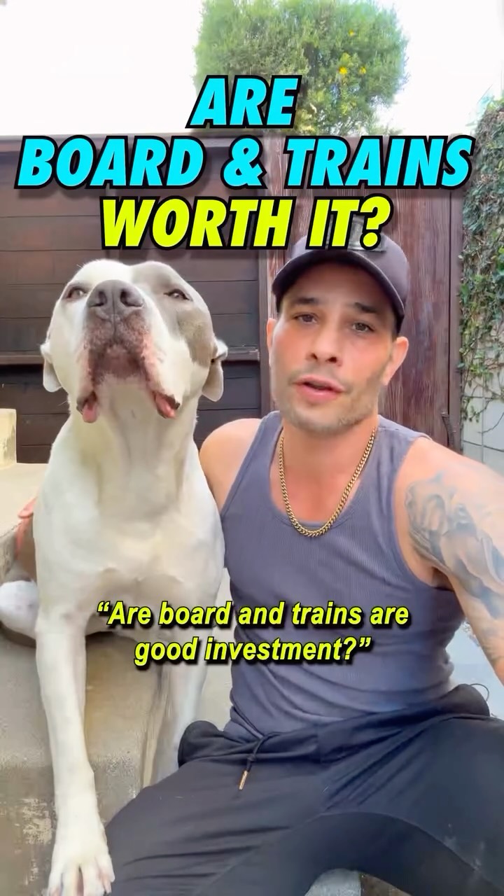 Tips for a Successful Board & Train
• Check yourself. If you’re attitude is- “Shweeet! I’m off the hook while the trainer does all the work” don’t expect your dog to listen to you. The dog learns a system, not just commands. If you’re not part of it, you’re irrelevant.
• Check the trainer. Ask: “How are you going to teach me to do what you do?”
If the integration plan sounds vague or rushed—NEXT!
• Know what you’re actually paying for.
Board & trains can fast-track conditioning, fix behavior issues, reset bad patterns, and build solid skills.
But none of it sticks if you don’t carry it forward at home. Same structure, same follow through- every day.
I personally do board and trains and know many trainers who do excellent ones. They are all adamant about owners participation. HOWEVER- These are the minority. Most go exactly as I warned- Lazy owners with magical thinking and bullshit “trainers” happy to accommodate their fantasy at a premuim.
#dogs #dogtraining #dogmom #dogdad