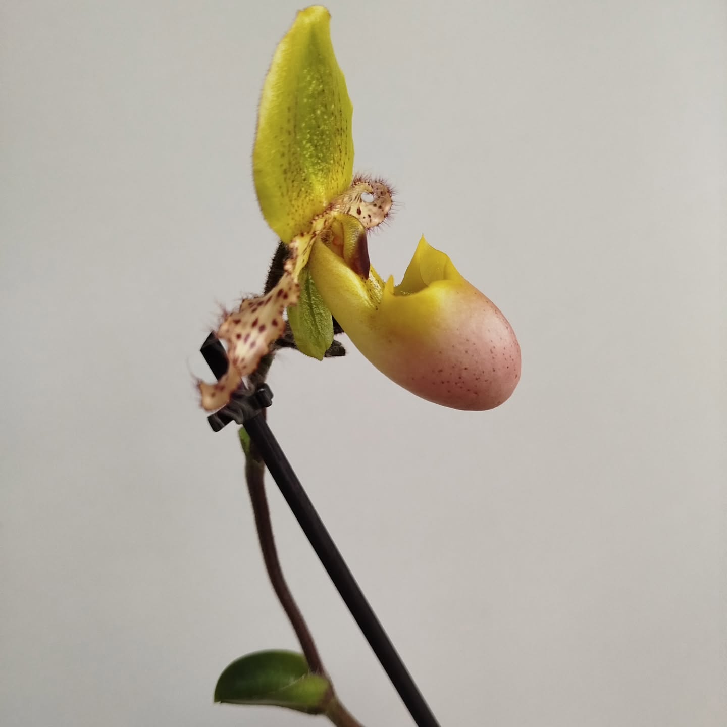 Bu güzelliği tanıyor musunuz? 👀
Pabuç Orkide (Paphiopedilum)
Minik bir ayakkabıyı andıran formuyla doğanın en farklı orkide türlerinden biri 🌸
Hem zarif hem de uzun ömürlü!
Aydınlık ortamda, direkt güneşten uzak şekilde bakım ister.
Farklı bir hediye arayanlara harika bir alternatif 💫
#pabuçorkide
#paphiopedilum
#çiçektasarım
#lüksçiçek
#istanbulçiçek