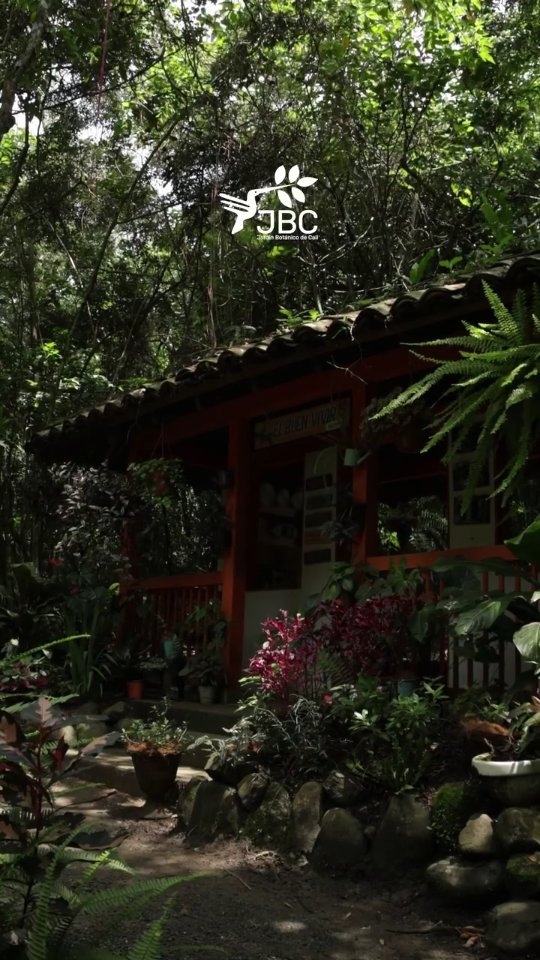 Este 28 de marzo, el Jardín Botánico de Cali te invita a unirte a #LaHoraDelPlaneta Más que apagar la luz, es un gesto simbólico para recordar que el bienestar de nuestra flora y fauna depende de nuestras acciones diarias. ✨
¿Cómo unirte?
Es muy fácil: este sábado, de 8:30 p. m. a 9:30 p. m., apaga las luces no esenciales en tu casa. Regálate una hora de desconexión y silencio para reflexionar sobre nuestro impacto en el medio ambiente. 🕯️🍃
En el JBC trabajamos por la conservación cada día, pero este sábado queremos que tú seas el protagonista del cambio.
¡Súmate y deja que la naturaleza tome un respiro! 💚
#JardínBotánicoCali #ConexiónNatural #Cali #Sostenibilidad #JBC #60MinutosPorElPlaneta